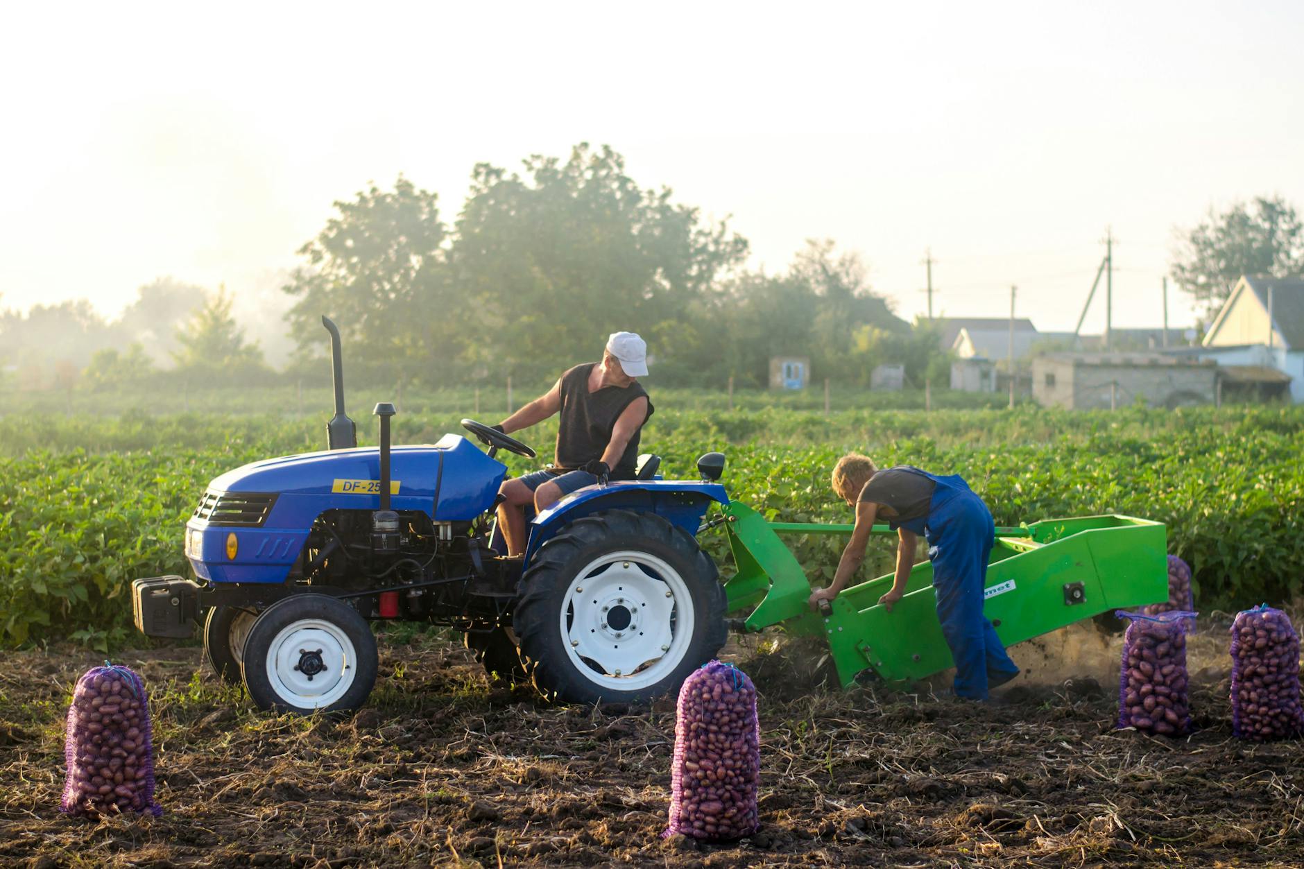 Insbesondere die schleppende Kartoffelernte stellt die ukrainische Agrarwirtschaft vor Probleme. Die Inflation im Land soll Prognosen zufolge in den kommenden Monaten noch weiter steigen.