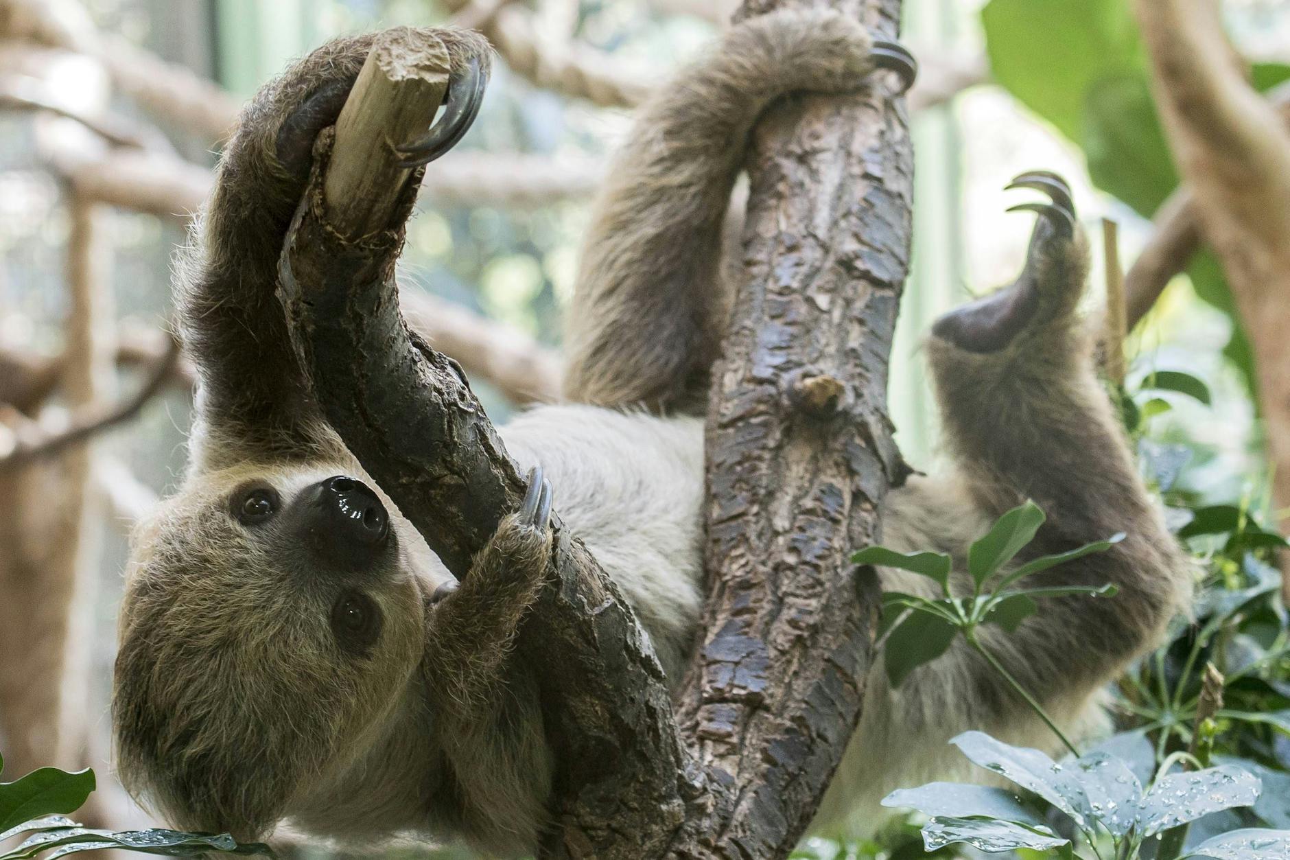 Die Faultiere des Berliner Zoos kann man beim Lieblingstierbesuch nun besser kennenlernen. 