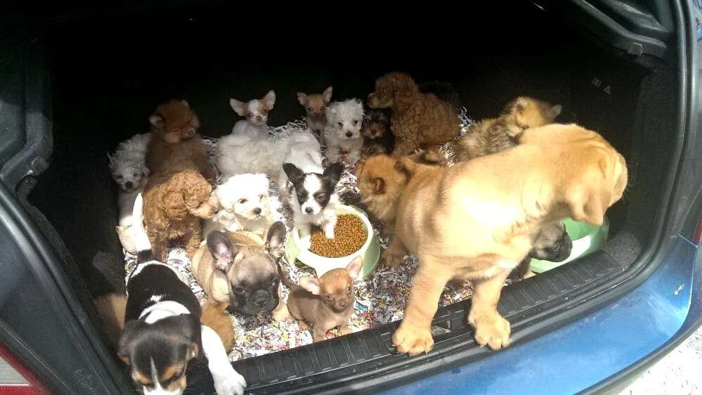 21 Welpen in einem Kofferraum: Hunde-Babys werden aus Profitgier durch Europa gekarrt und billig verkauft.