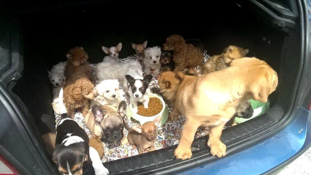 21 Welpen in einem Kofferraum. Hundewelpen werden jährlich aus Profitgier durch Europa gekarrt und billig verkauft.