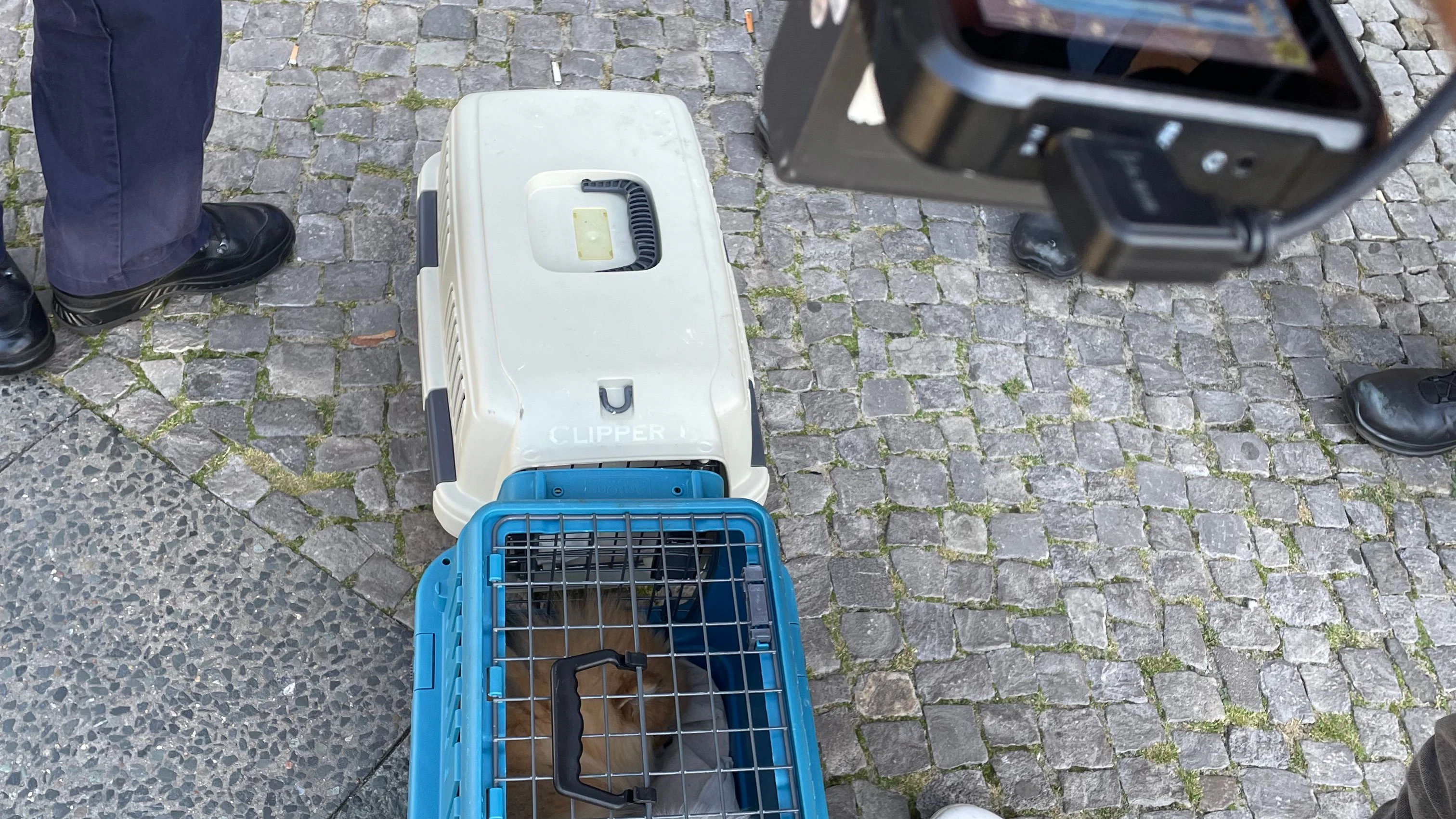 Ungeipmfte Welpen werden in Wedding beschlagnahmt.
