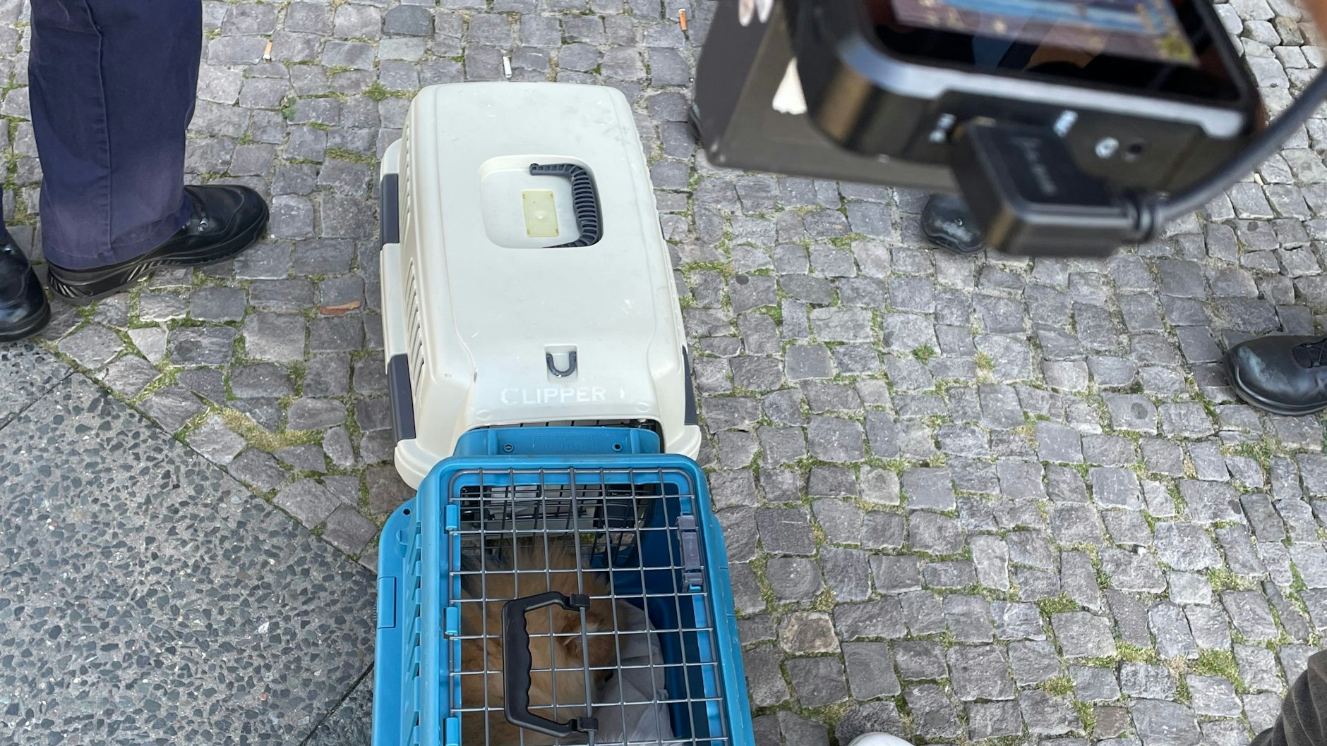 Ungeipmfte Welpen werden in Wedding beschlagnahmt.