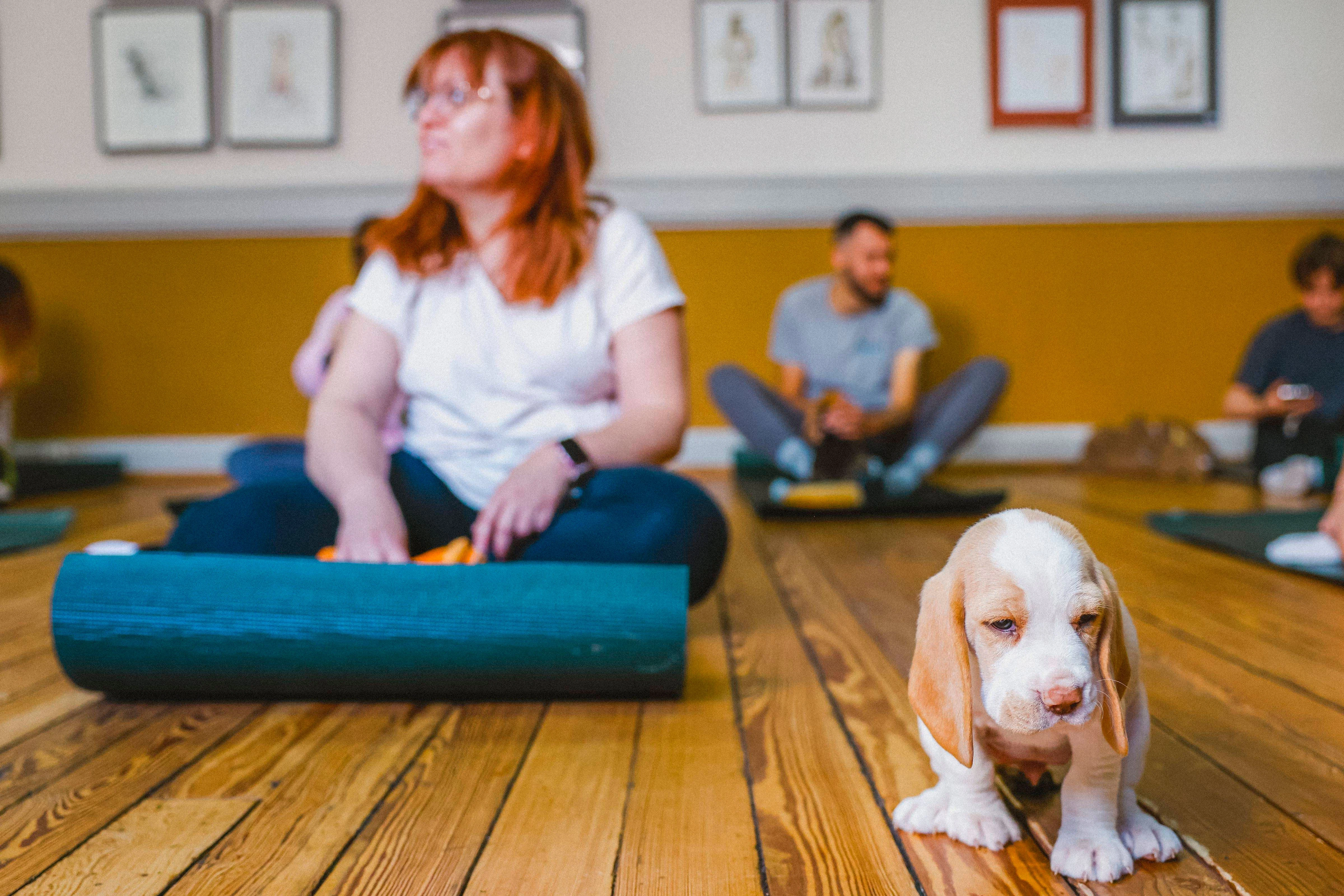 Welpenyoga ist Qual! Videos von herumtollenden Welpen auf Plattformen wie TikTok werden oft fehlinterpretiert. Schläft ein kleiner Hund zusammengerollt inmitten von Yogamatten ein, sei das kein Zeichen der Entspannung, sondern der Überforderung.