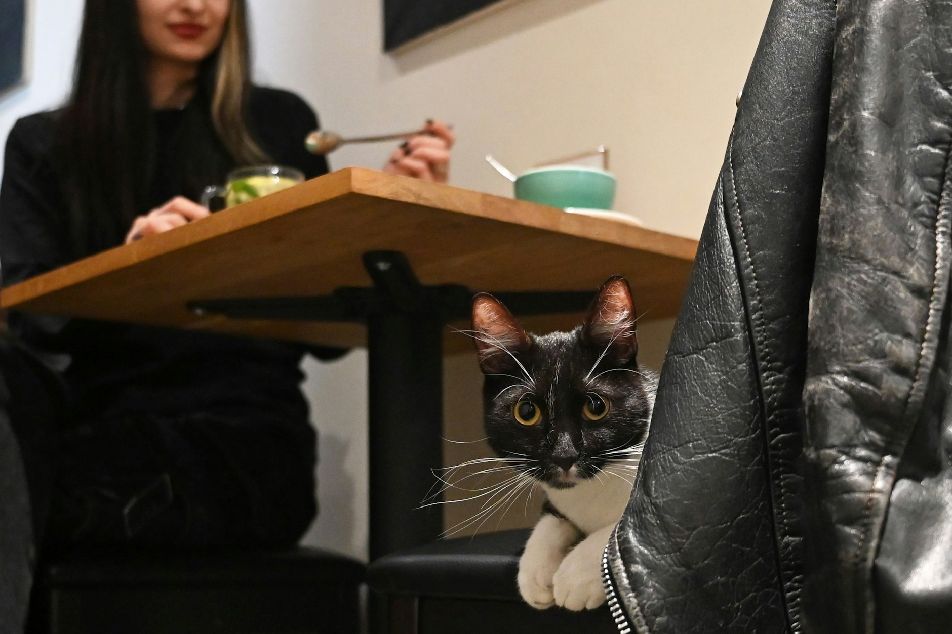 Der Kater Mister Snuggles liegt auf einem Stuhl im Berliner Katzencafé.