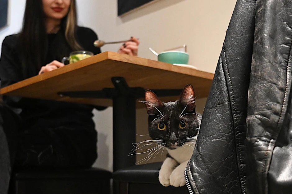 Der Kater Mister Snuggles liegt auf einem Stuhl im Berliner Katzencafé.
