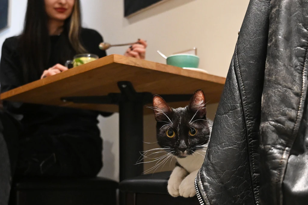 Ein Besuch im Berliner Katzencafé: Wie schaut es mit dem Tierschutz aus?