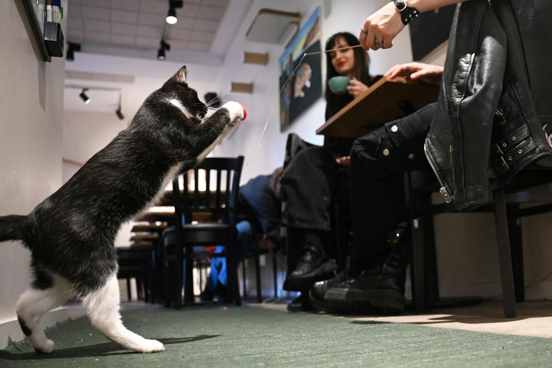 Der Kater Mister Snuggles spielt mit einem Spielzeug im Berliner Katzencafé Catnip Coffee in Friedrichshain-Kreuzberg.
