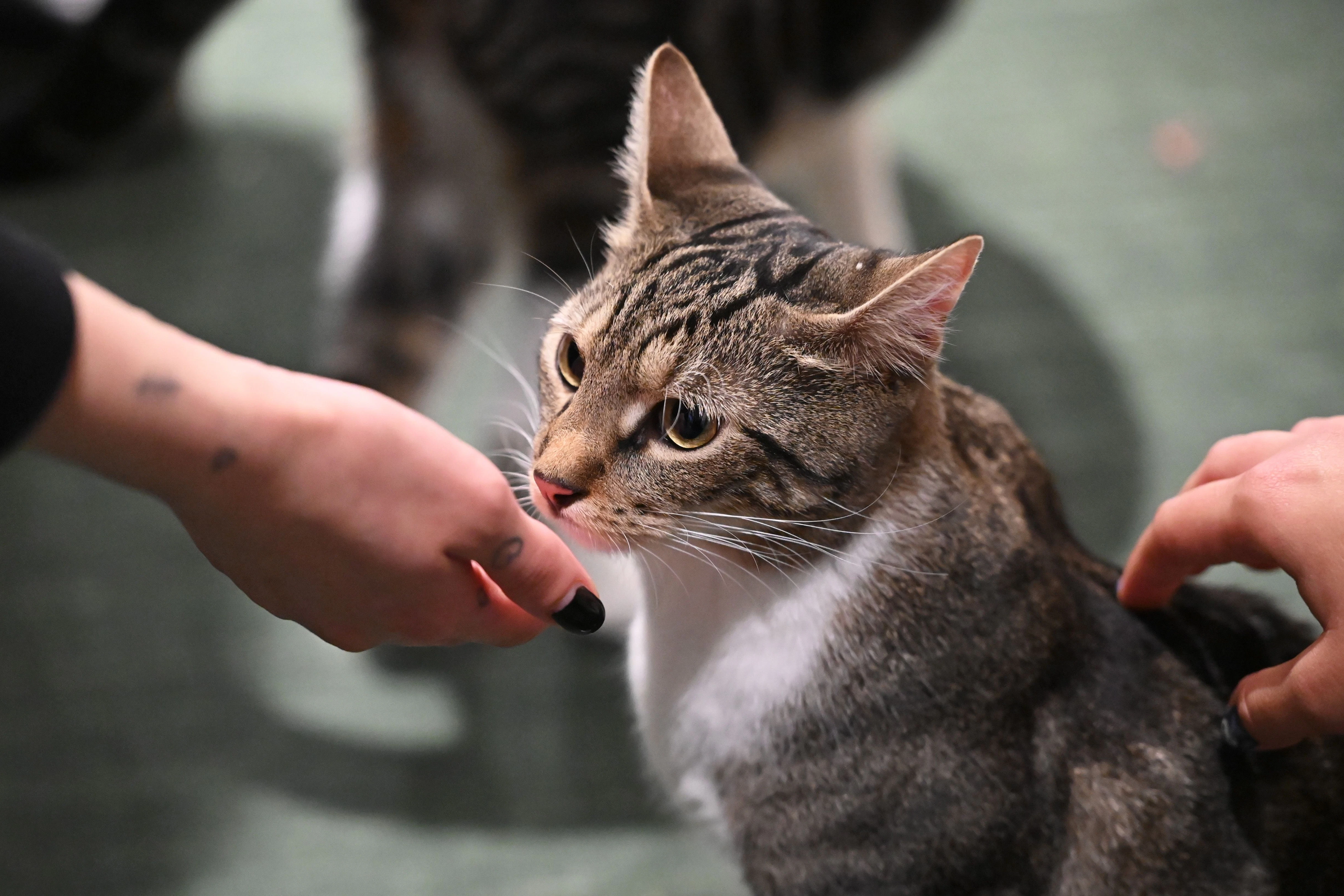 Der Kater Simba wird im Berliner Katzencafé Catnip Coffee in Friedrichshain-Kreuzberg von zwei Besucherinnen gestreichelt.