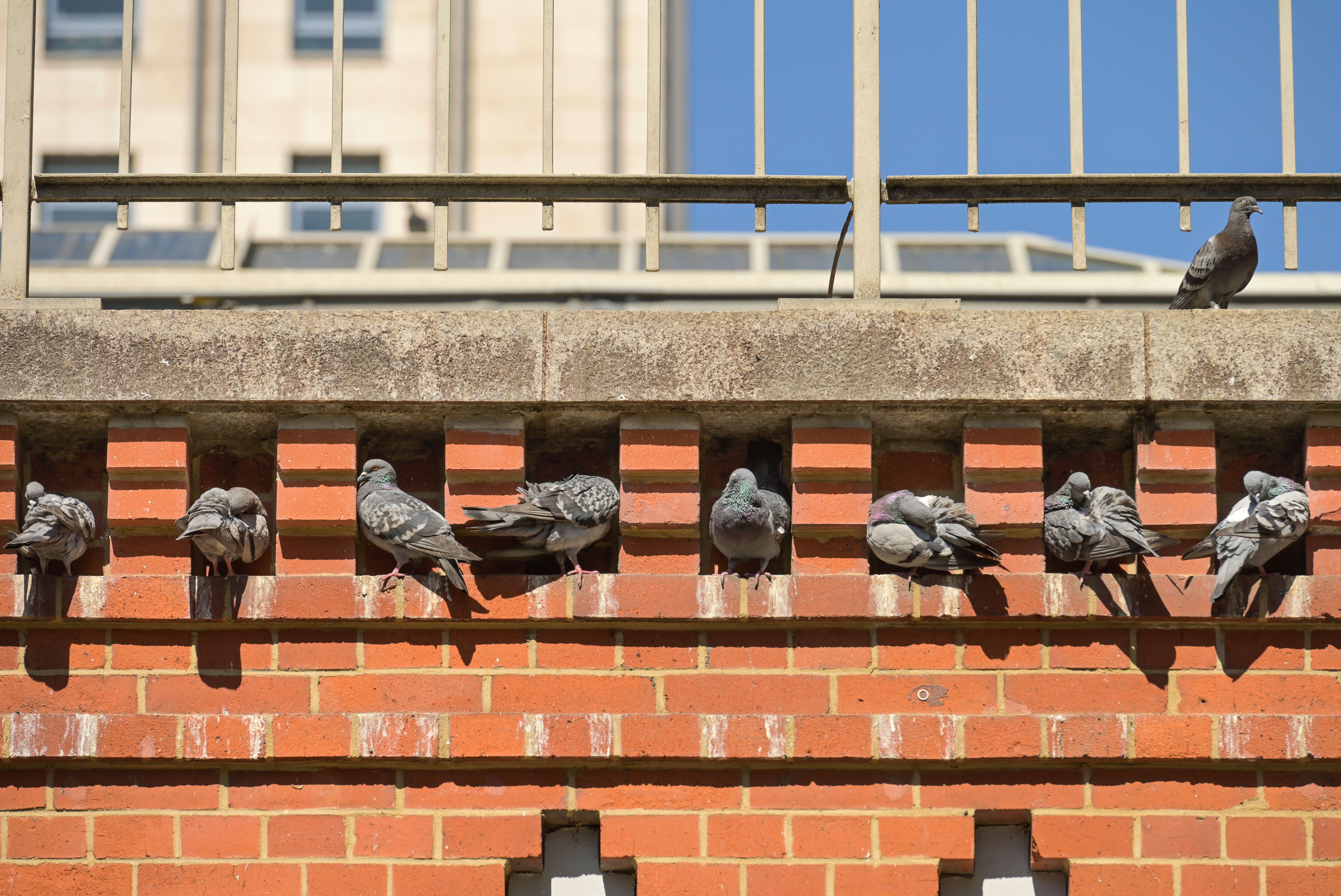 Verhütungspillen und Greifvögel gegen Tauben – Tierschützer auf dem Baum