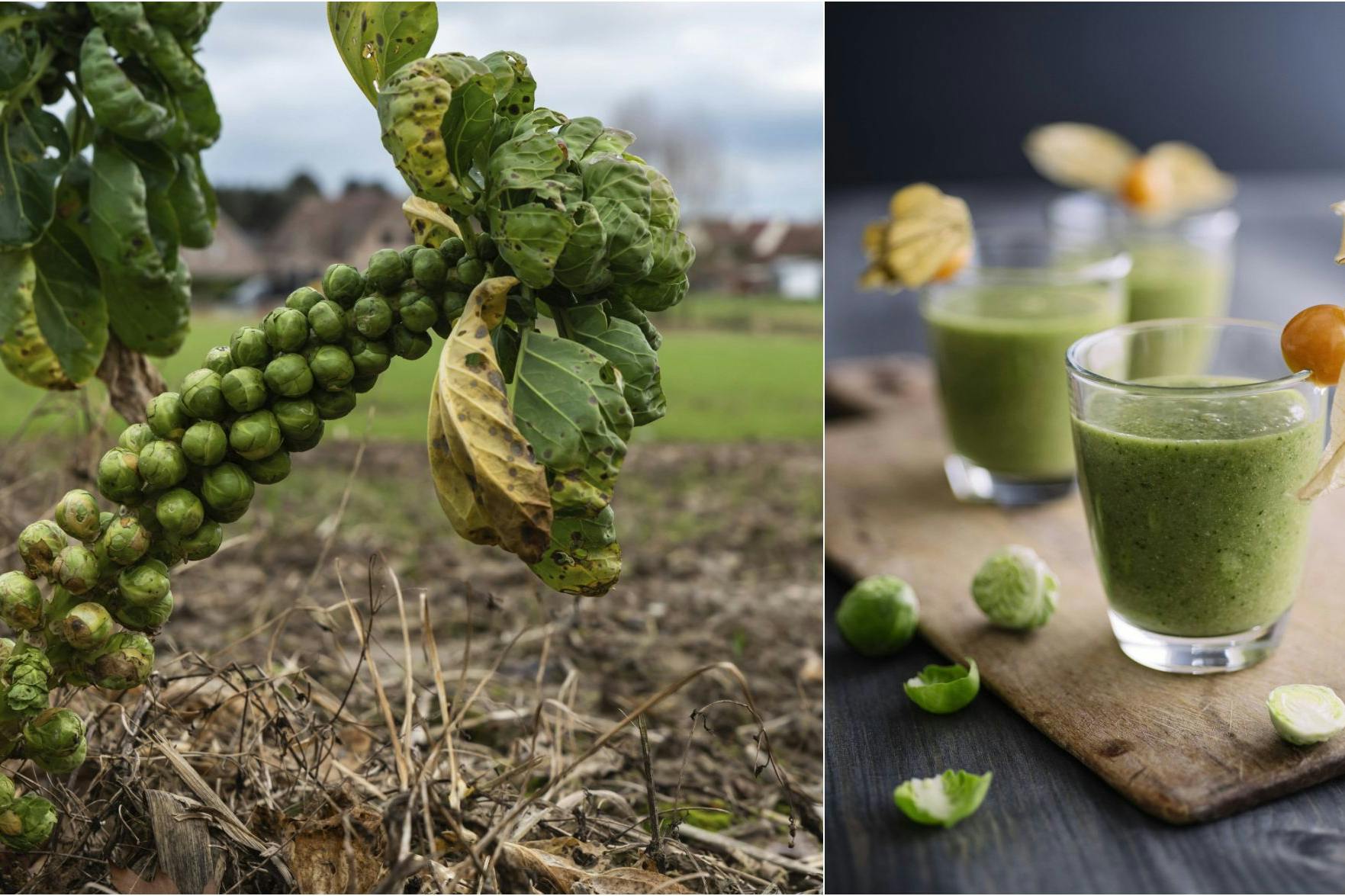 Der Entschlackungs-Schluck von Fiona – in seiner schönsten Form: Cremig, frisch und voller Power! Wer hätte gedacht, dass Rosenkohl so lecker sein kann? Einfach mixen und genießen, mit diesen einfachen Rezept! 