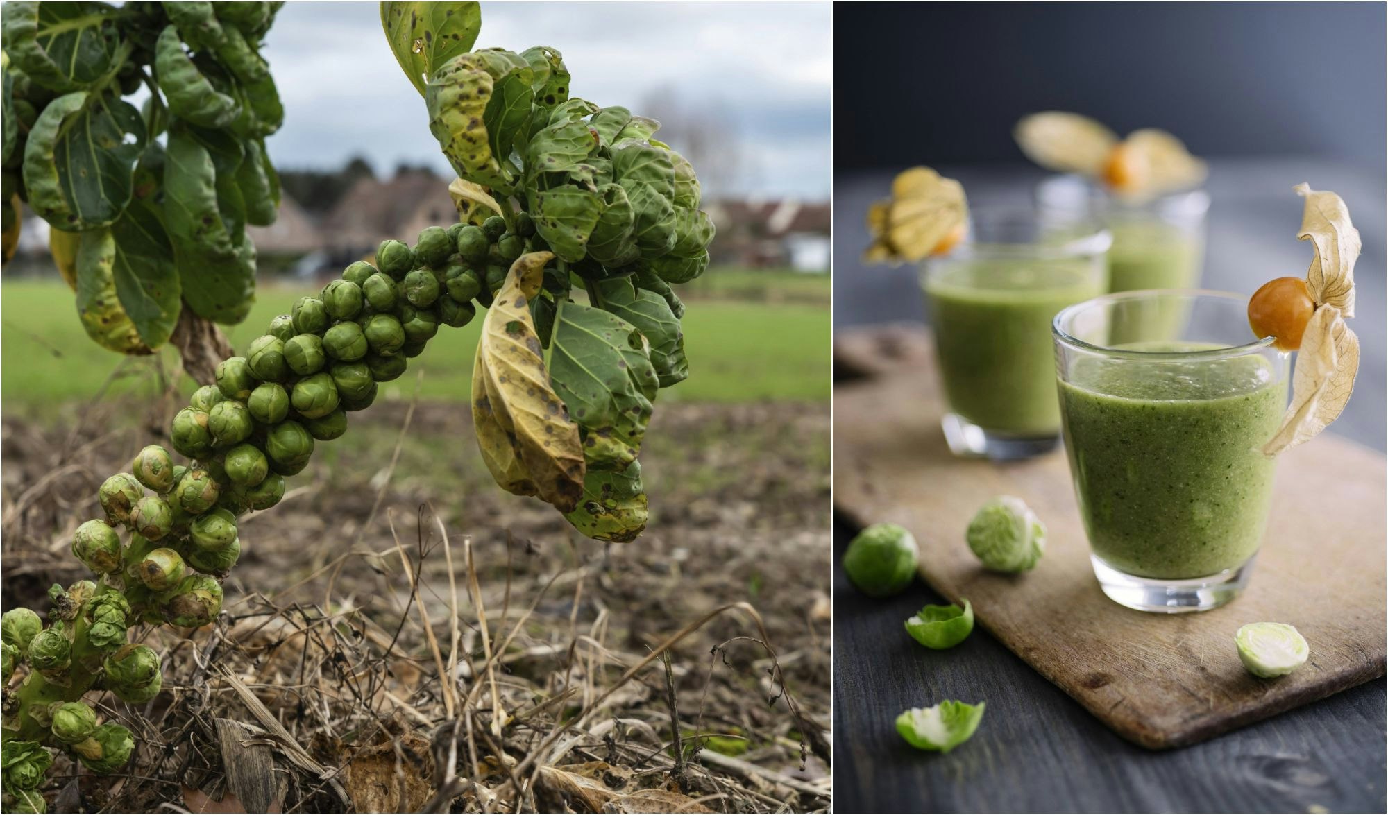 Rosenkohlsuppe mit Kartoffeln: Rezept für einen leckeren Herbst