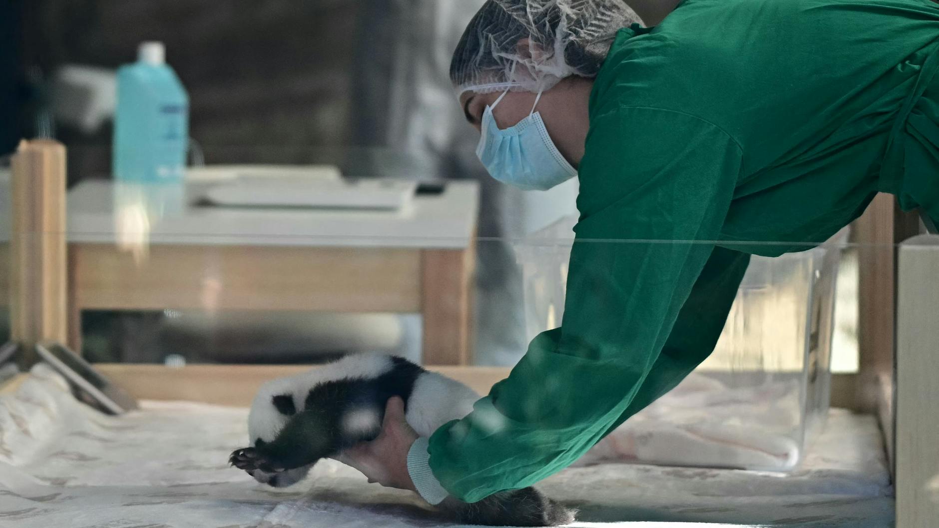 Eine Tierpflegerin legt ganz sanft das kleine Panda-Bärchen in sein Bettchen. 
