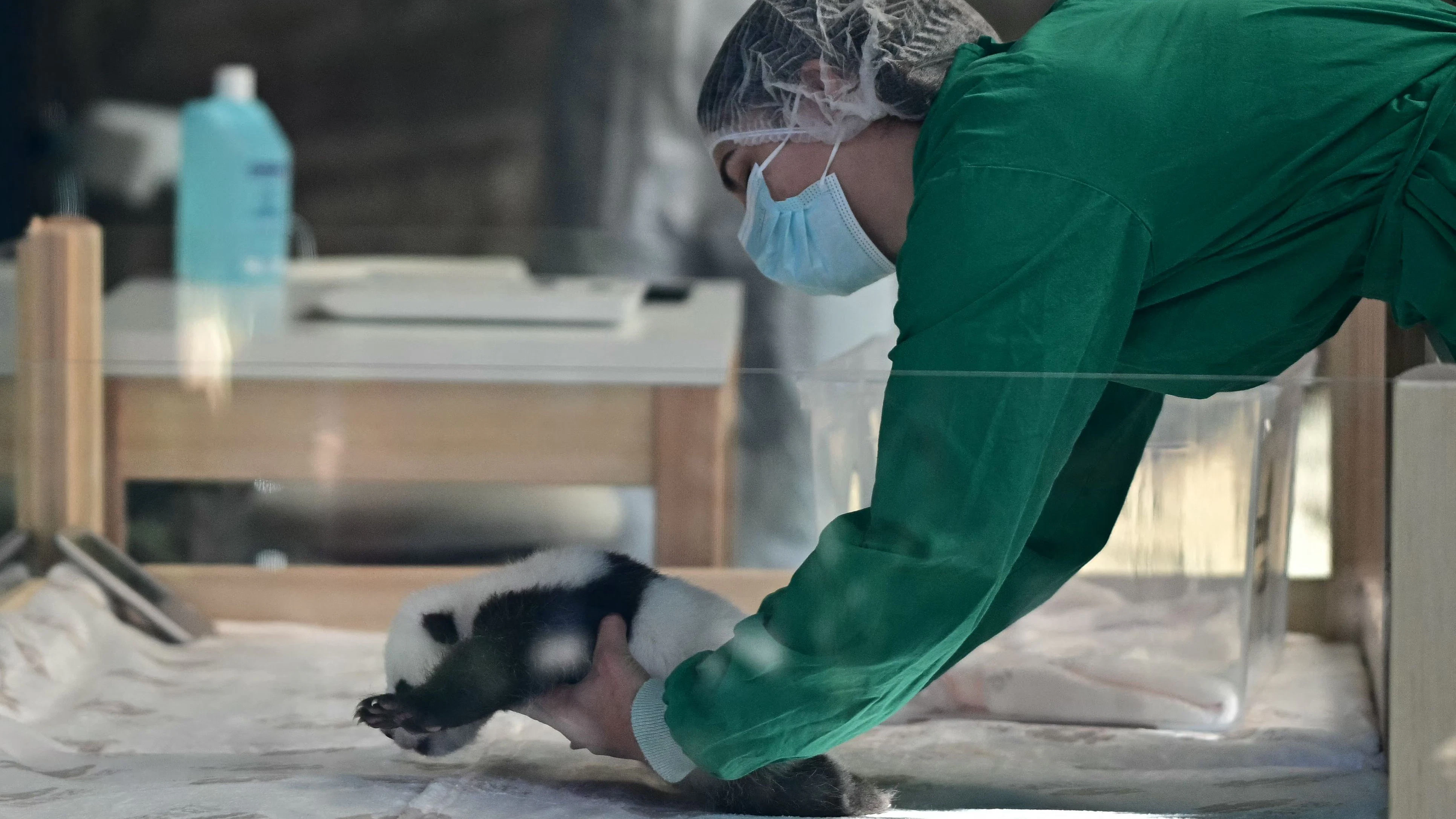 Eine Tierpflegerin legt ganz sanft das kleine Panda-Bärchen in sein Bettchen.&nbsp;