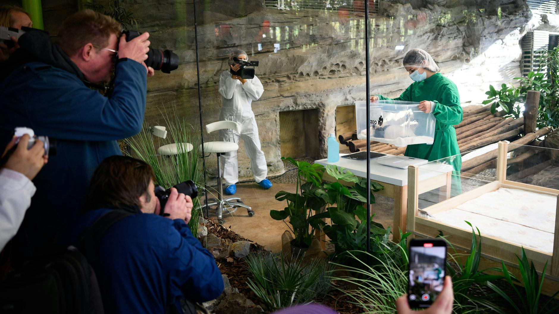 Das Gedränge der Pressefotografen ist groß, als im Gehege das eine Panda-Baby im Berliner Zoo gezeigt wird. So ähnlich wird es aussehen, wenn ab dem 16. Oktober die Besucher kommen.