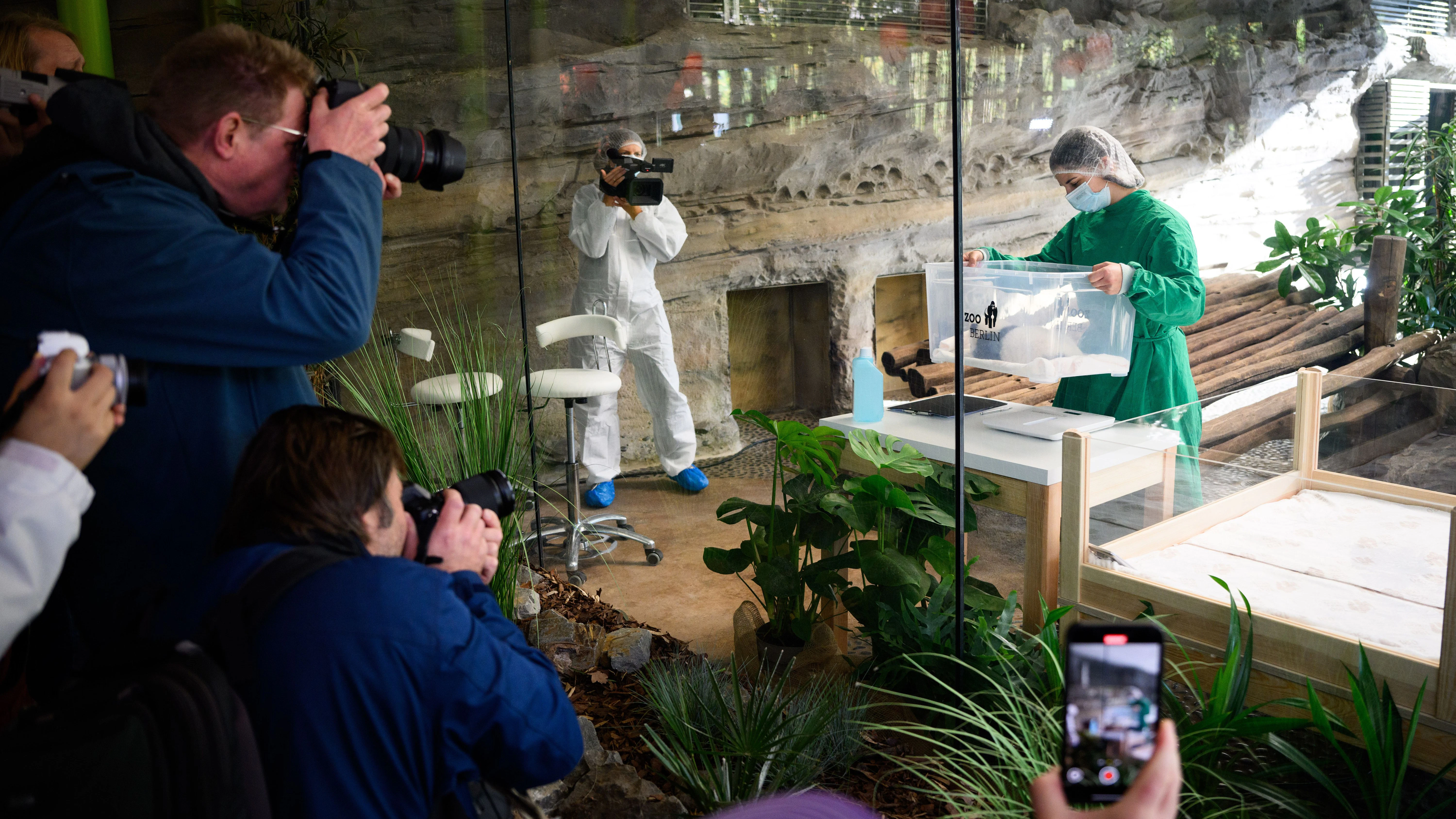 Das Gedränge der Pressefotografen ist groß, als im Gehege das eine Panda-Baby im Berliner Zoo gezeigt wird. So ähnlich wird es aussehen, wenn ab dem 16. Oktober die Besucher kommen.