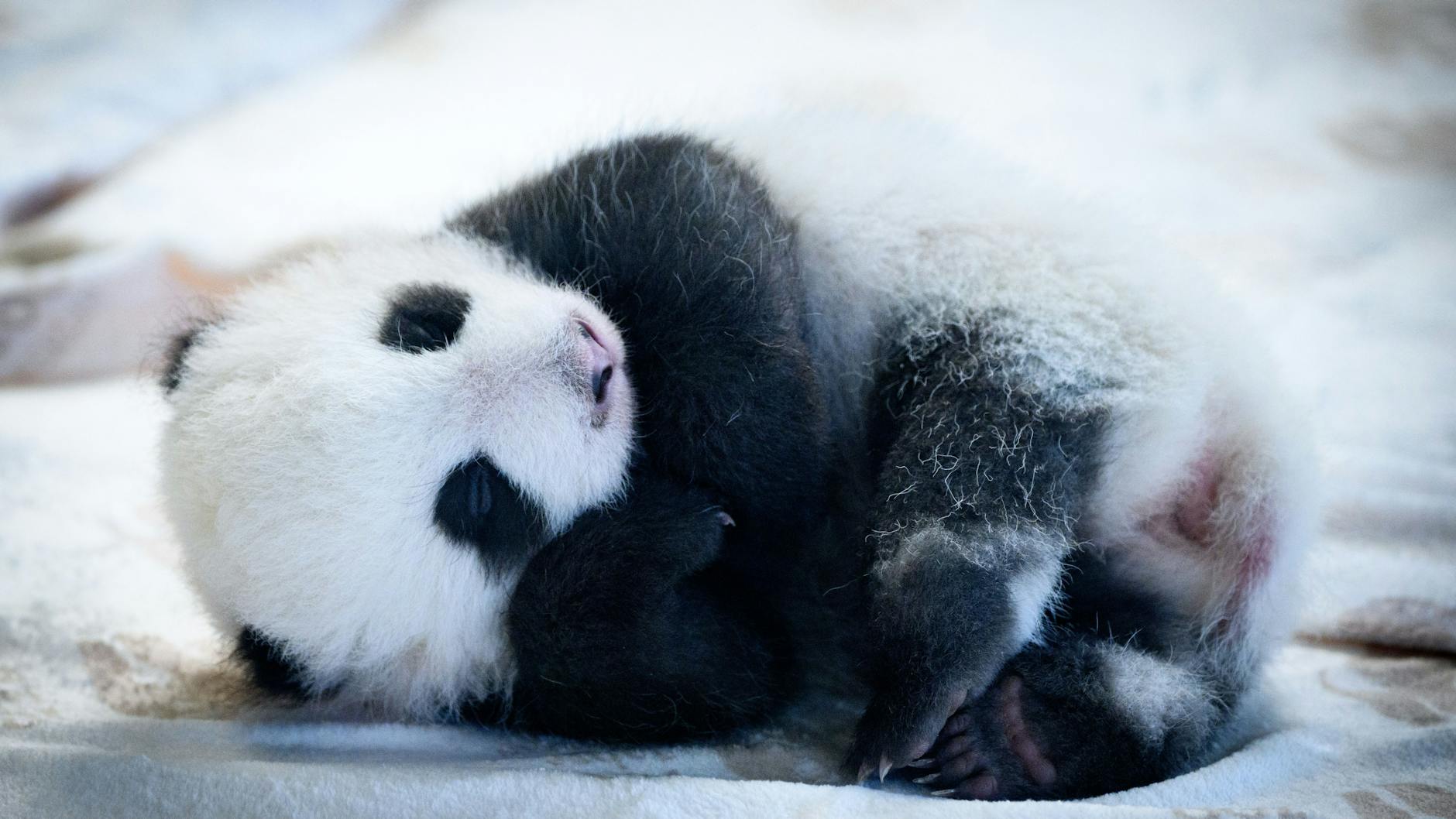 ... dann kuschelt sich das Panda-Bärchen ein ... 