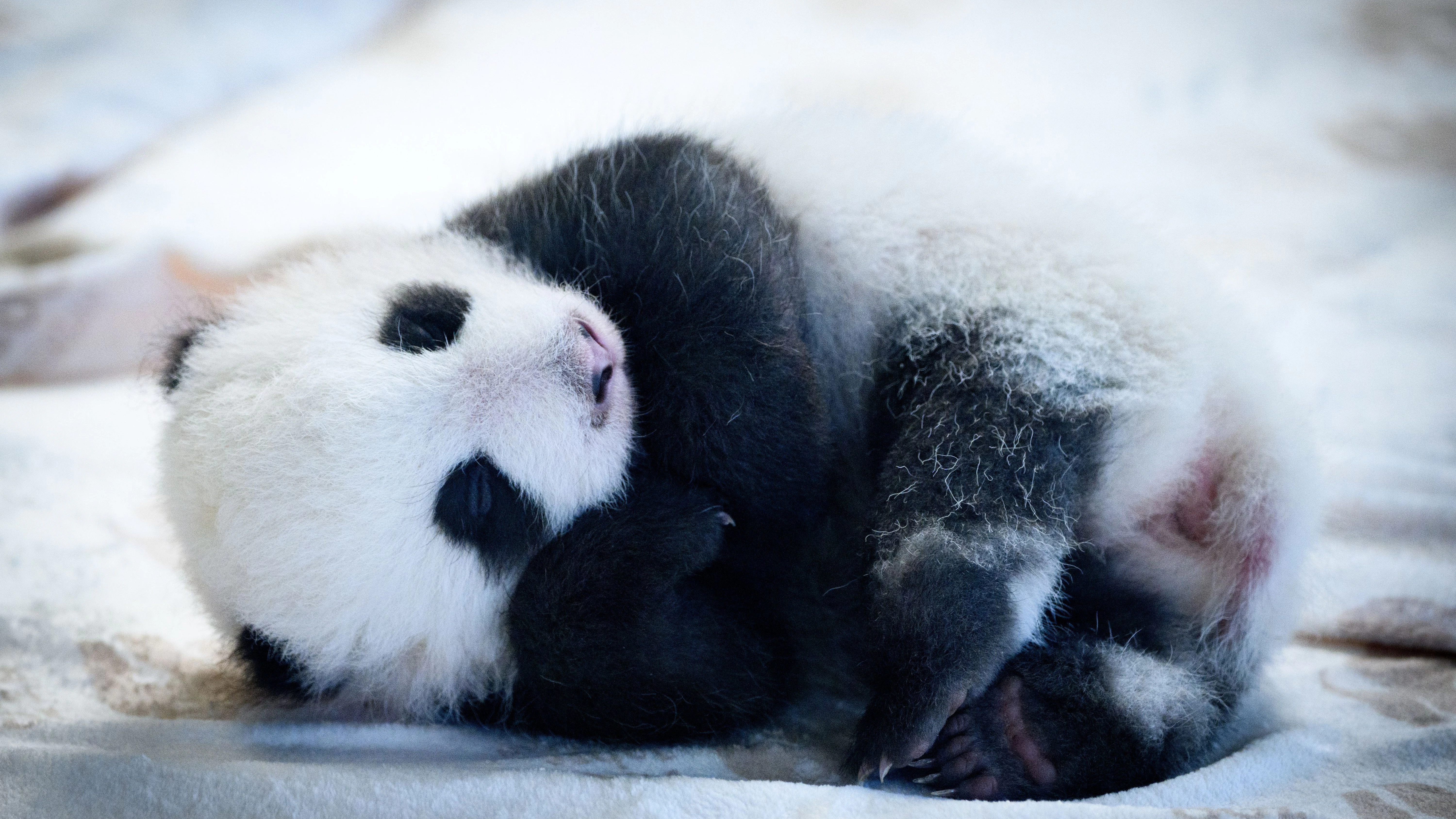 ... dann kuschelt sich das Panda-Bärchen ein ...&nbsp;