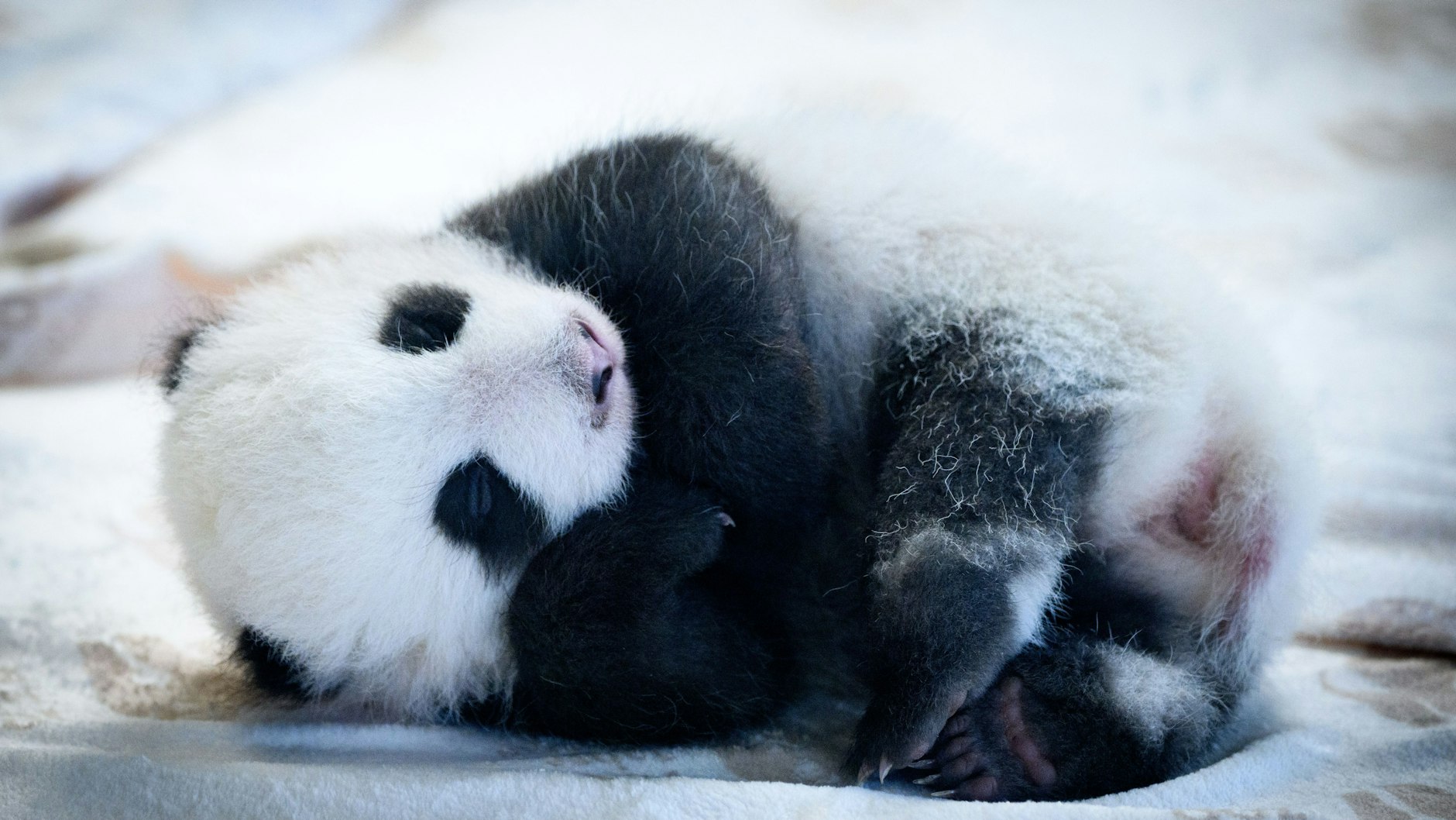 ... dann kuschelt sich das Panda-Bärchen ein ...&nbsp;