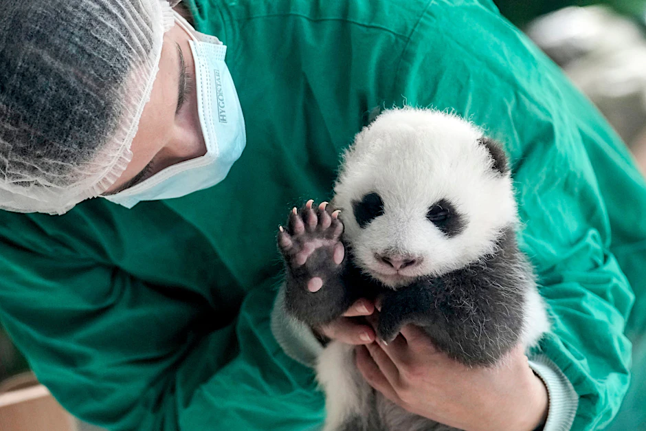 Willkommen zur Mini-Panda-Show im Berliner Zoo: Hier zeigt sich eines der beiden Mädels, die Tierpfleger den Namen „die Kleine“ gaben. Bei der Show ist immer nur ein Jungtier zu sehen.