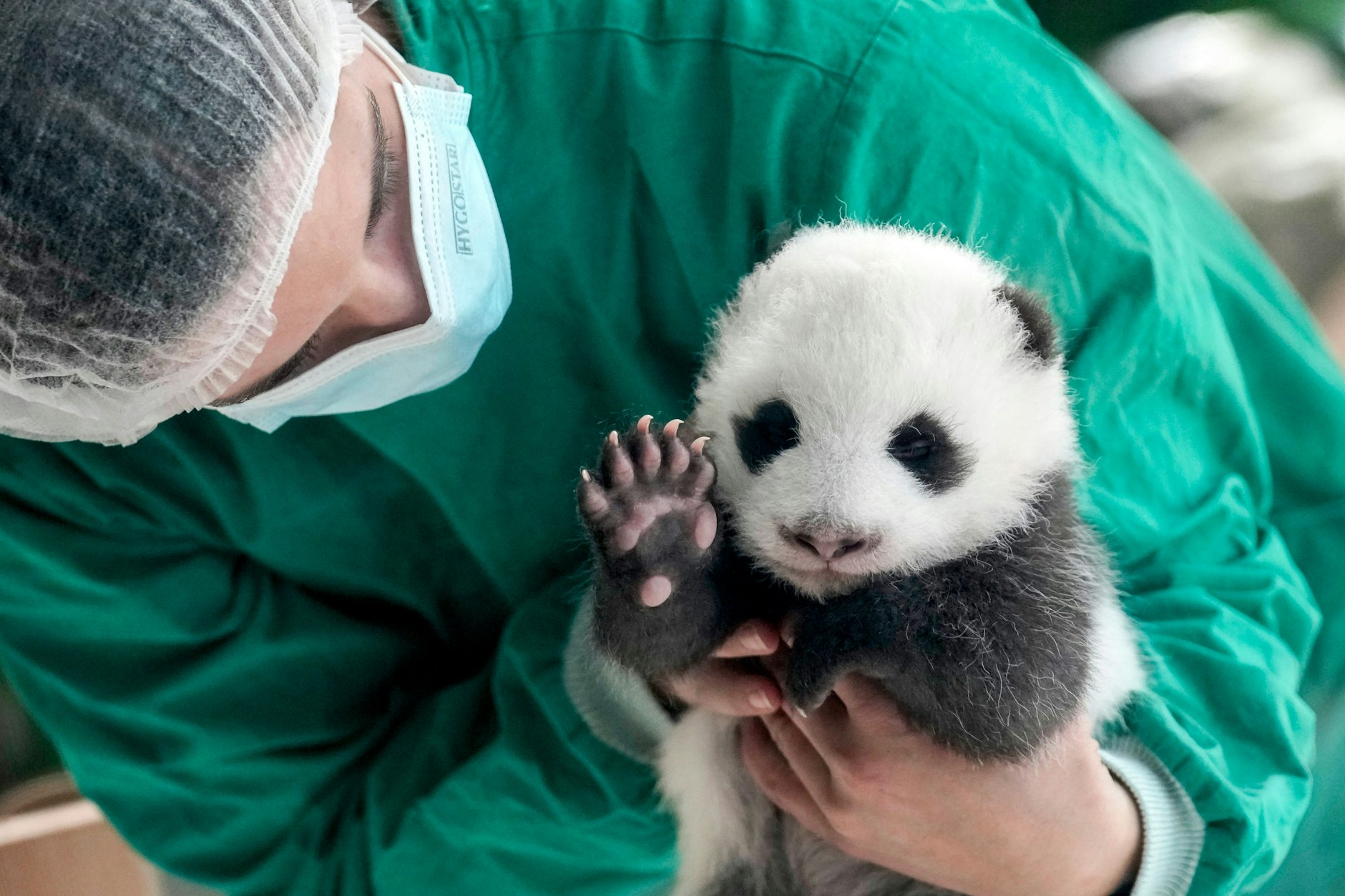 Willkommen zur Mini-Panda-Show im Berliner Zoo: Hier zeigt sich eines der beiden Mädels, die Tierpfleger den Namen „die Kleine“ gaben. Bei der Show ist immer nur ein Jungtier zu sehen.