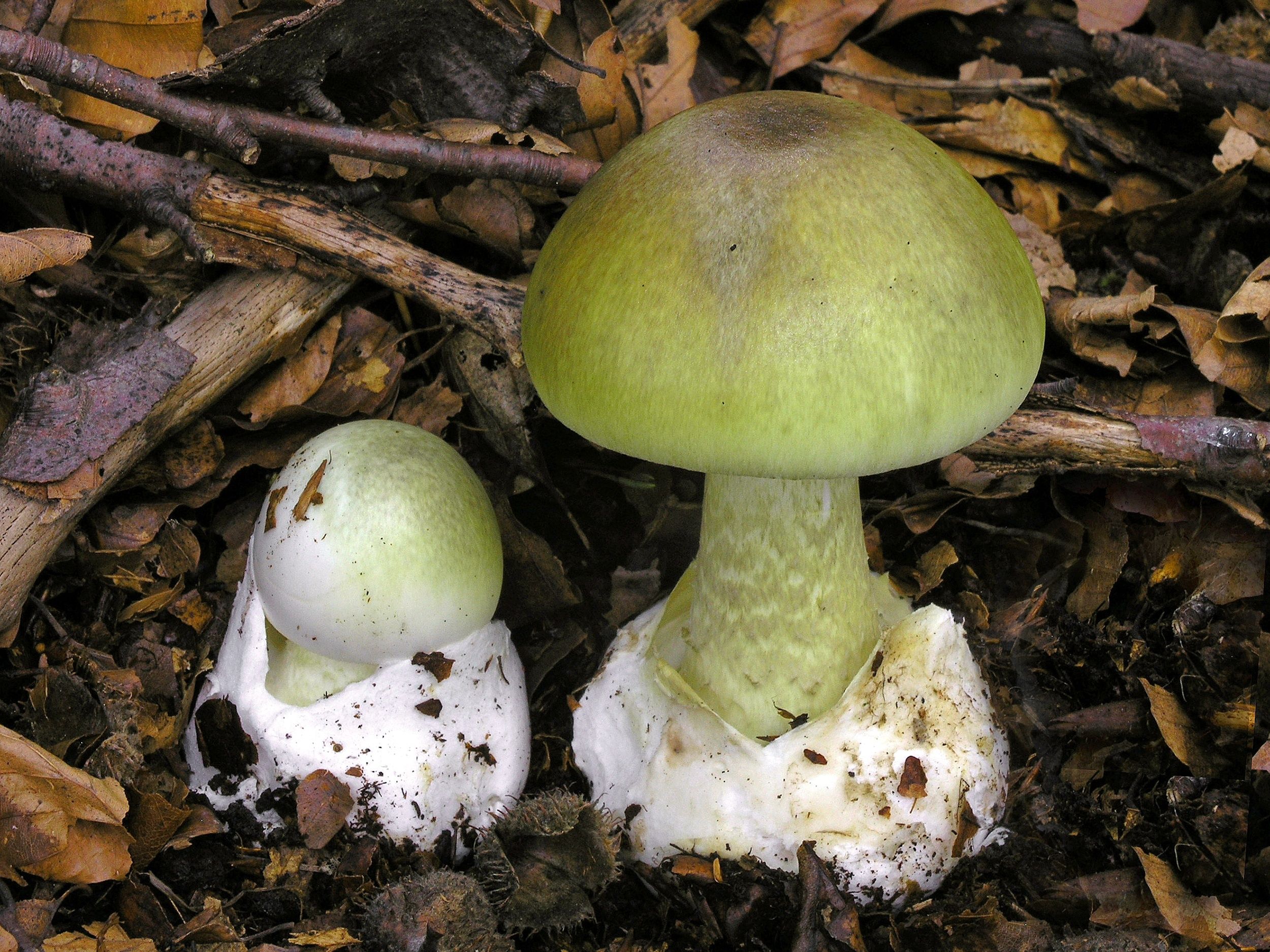 Image - Notfalltransplantation! Drei Kinder nach Verzehr von Giftpilzen in Lebensgefahr