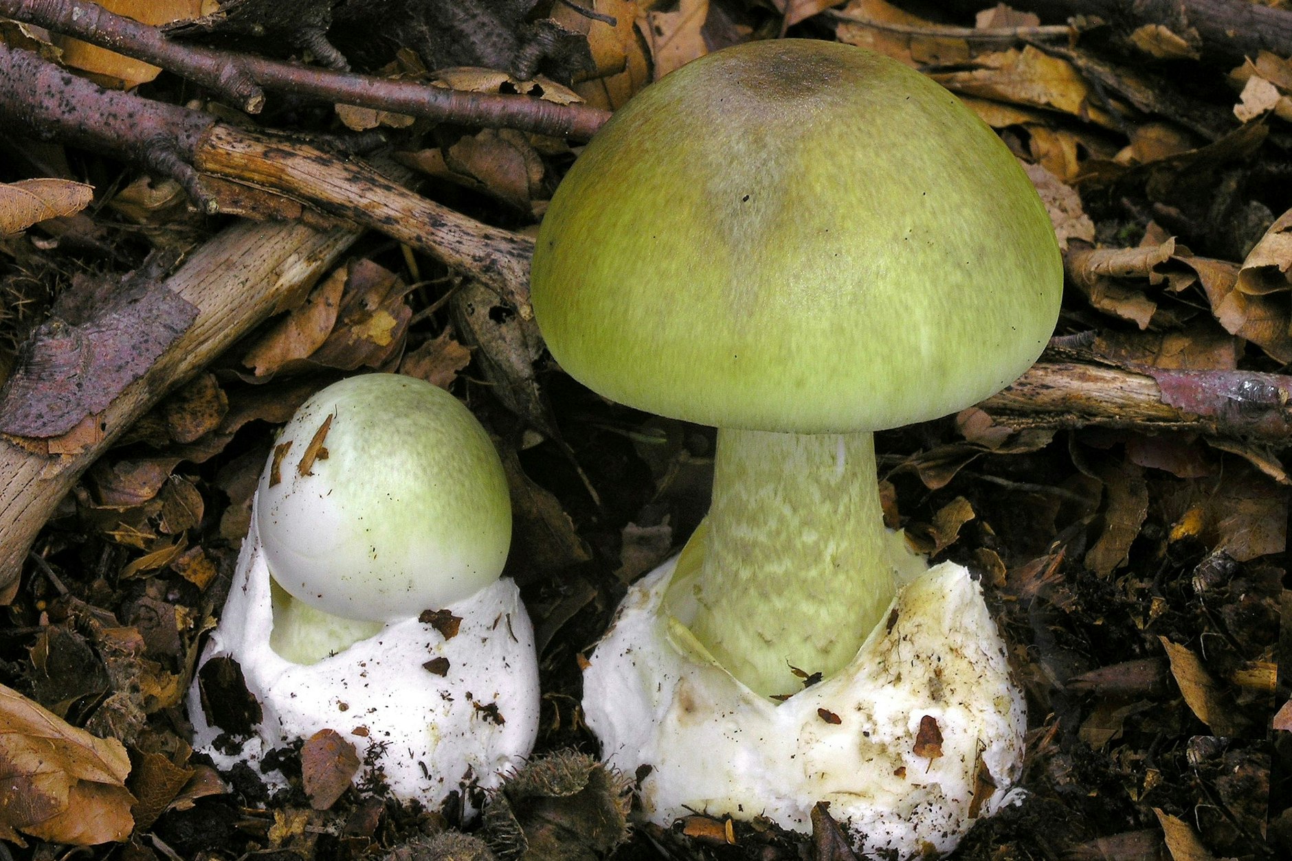 Grüne Knollenblätterpilze (Amanita phalloides) stehen auf Waldboden. Der Verzehr des Pilzes kann die Leber schädigen und sogar tödlich enden.