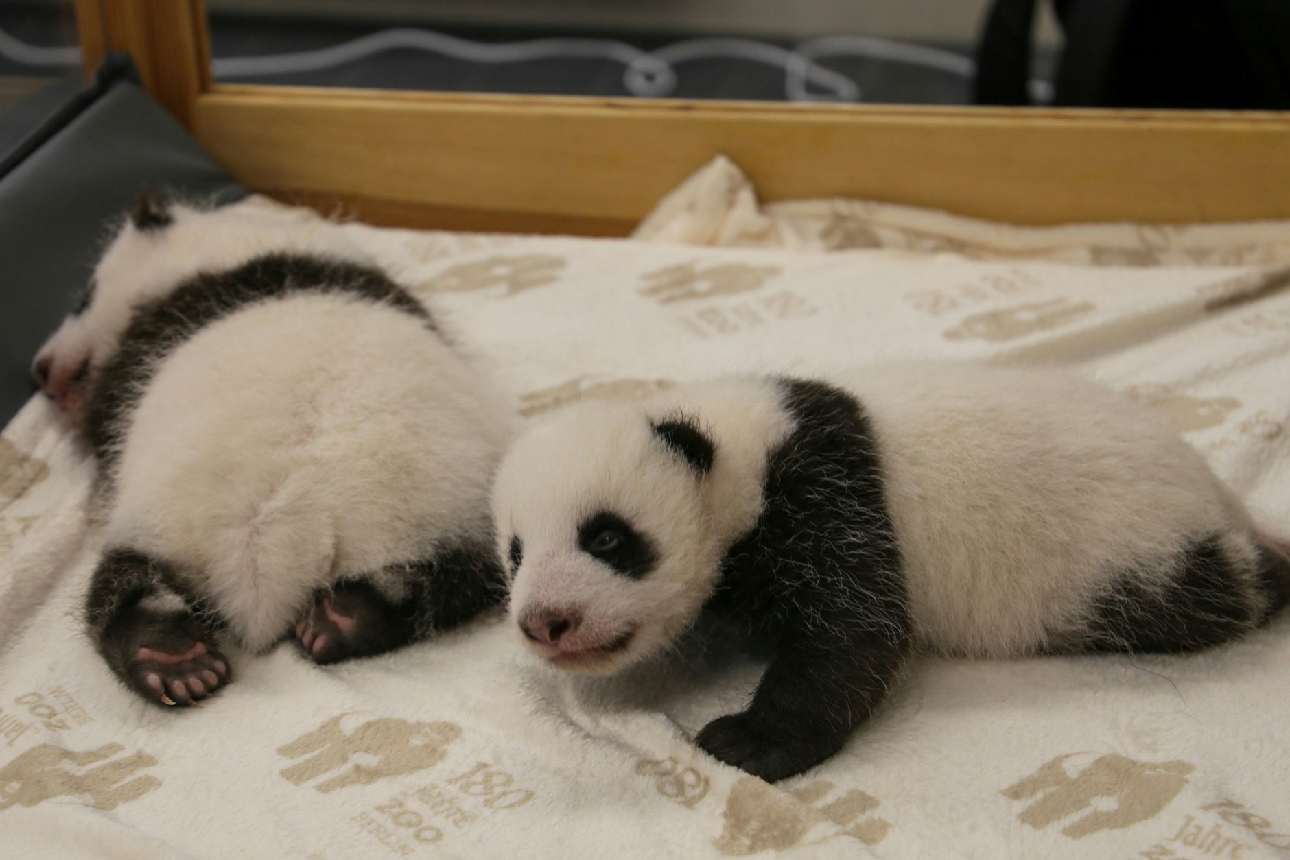 Da liegen nun die beiden süßen Panda-Mädels und dösen. Heißen sie bald Hilde und Marlene.