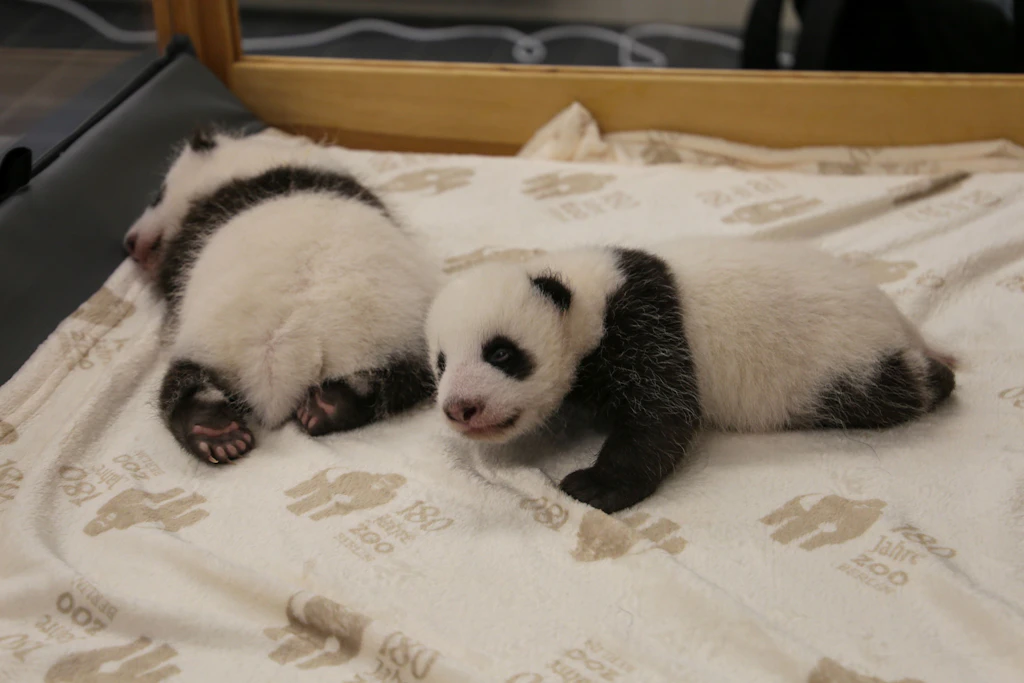Hilde und Marlene: Heißen bald so die Panda-Zwillinge aus dem Zoo?