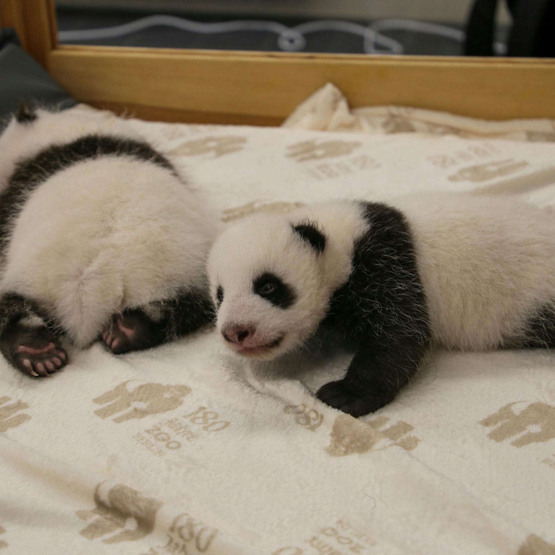 Hilde und Marlene: Heißen bald so die Panda-Zwillinge aus dem Zoo?