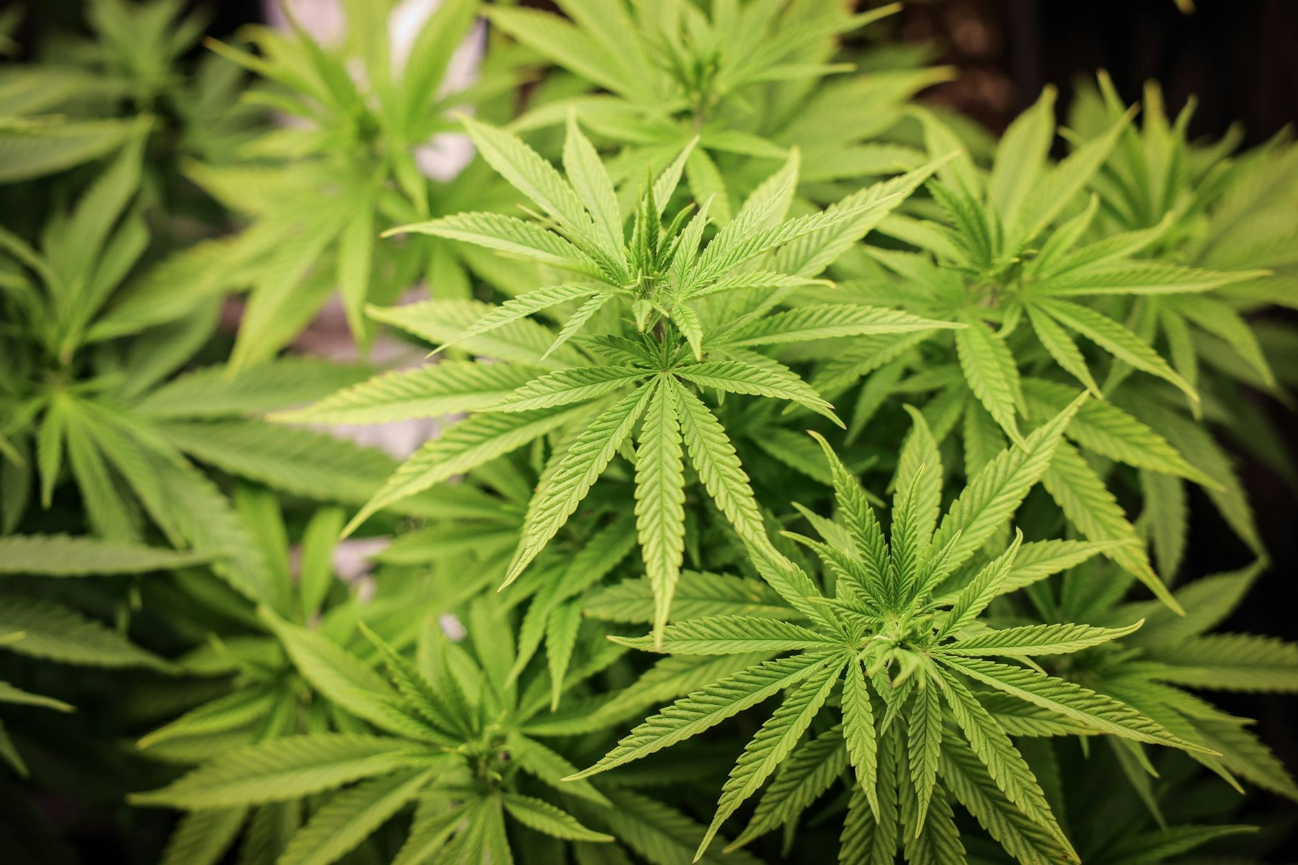 Aus der Cannabis-Pflanze werden Haschisch und Marihuana hergestellt. Sie sollen jetzt in Brandenburg großflächig angebaut werden. 