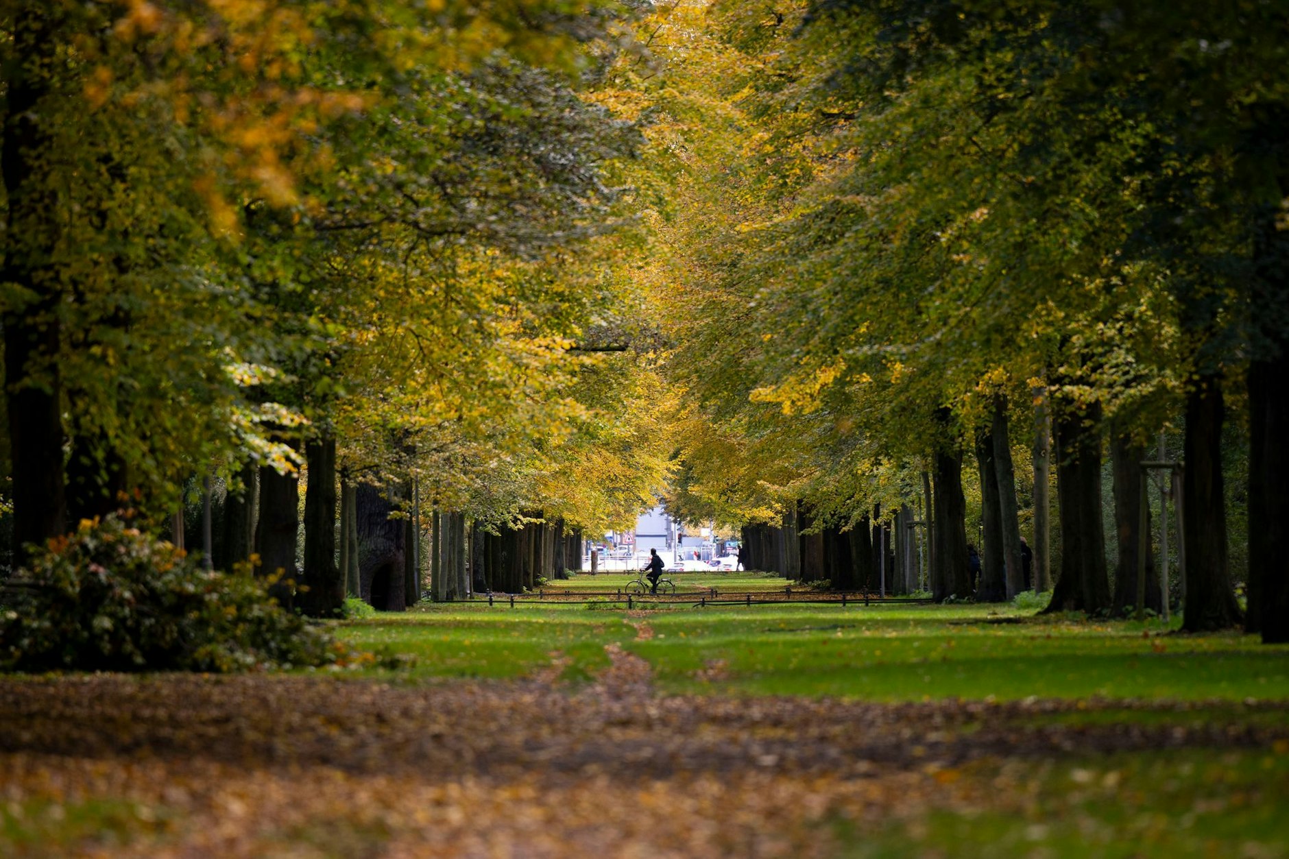 Ein Radfahrer fährt bei milden Temperaturen unter herbstlich belaubten Bäumen im Tiergarten. 