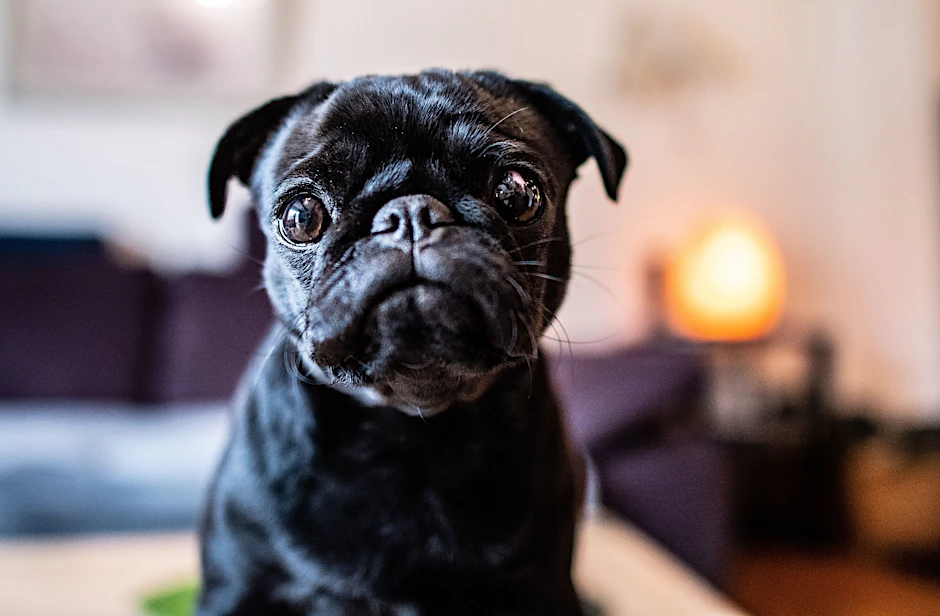 Erst aus einer Familie gepfändet, dann jahrelang ein Fall für die Justiz: Mops-Dame Wilma alias Edda.