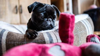 Die Mops-Hündin Edda, die ihr heutiges Frauchen Wilma nennt, mit Kuscheltier in ihrem Zuhause in Wülfrath bei Wuppertal.