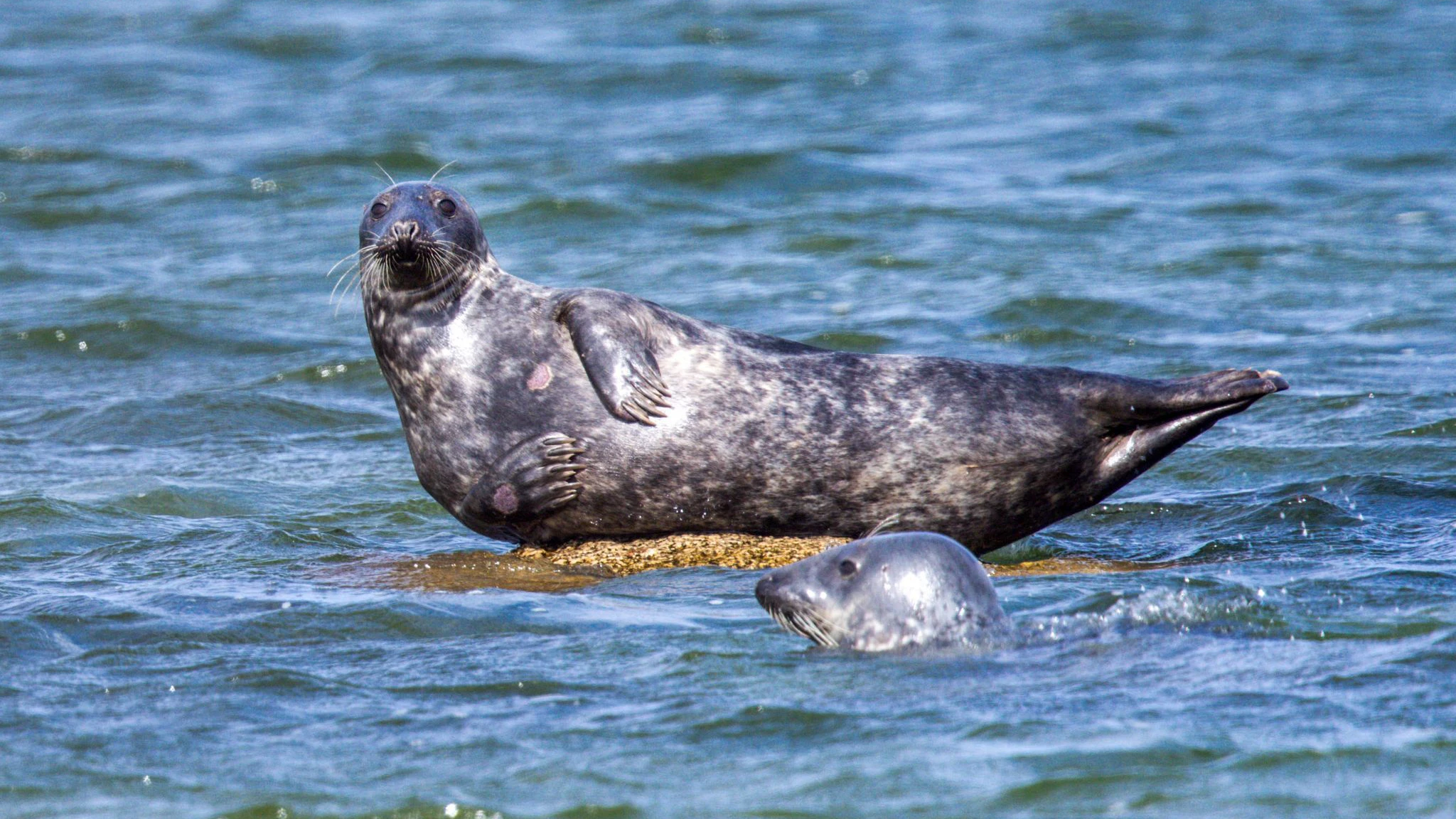 In der Ostsee leben etwa 300 bis 400 Kegelrobben.  