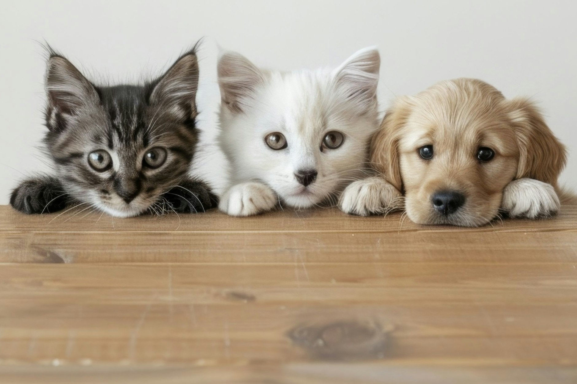 Blick in die Sterne: Welches Haustier passt am besten zu mir?