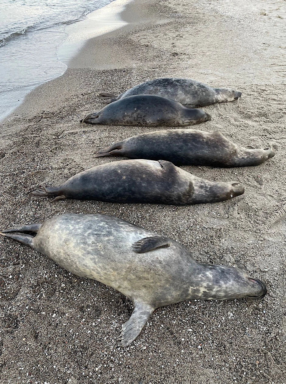 Tote Robben an der Ostküste der Halbinsel Mönchgut auf Rügen. 