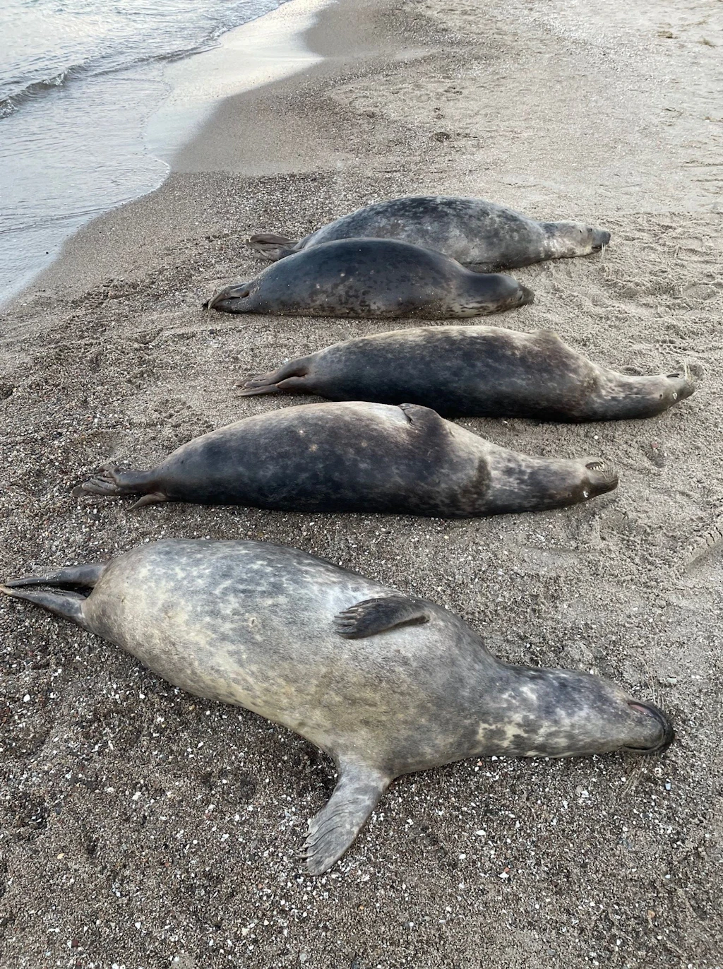 Noch mehr Tiere verendet: Das Rätsel der toten Robben von Rügen