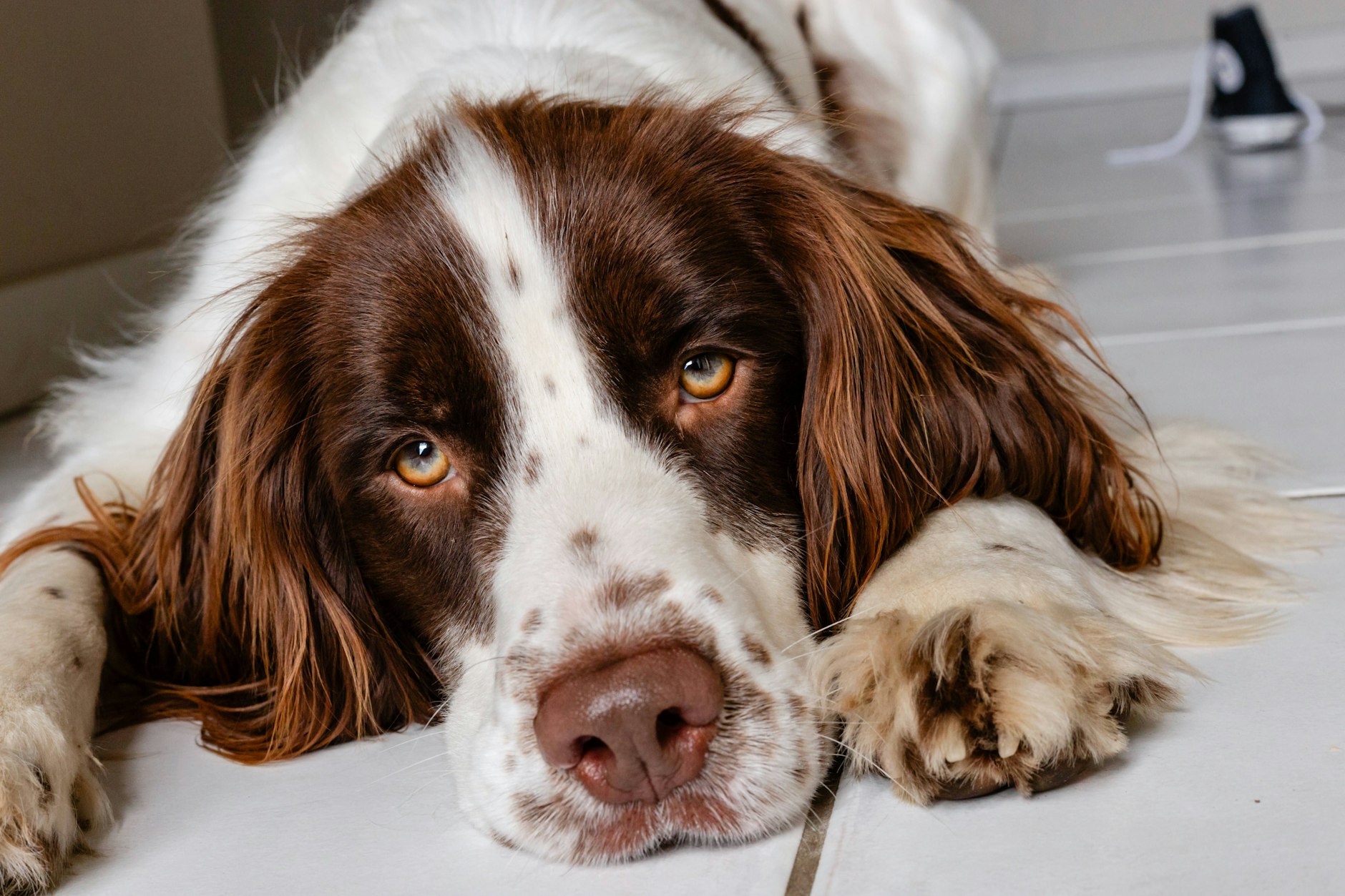 Der Hund liegt den aktiven Widder. 