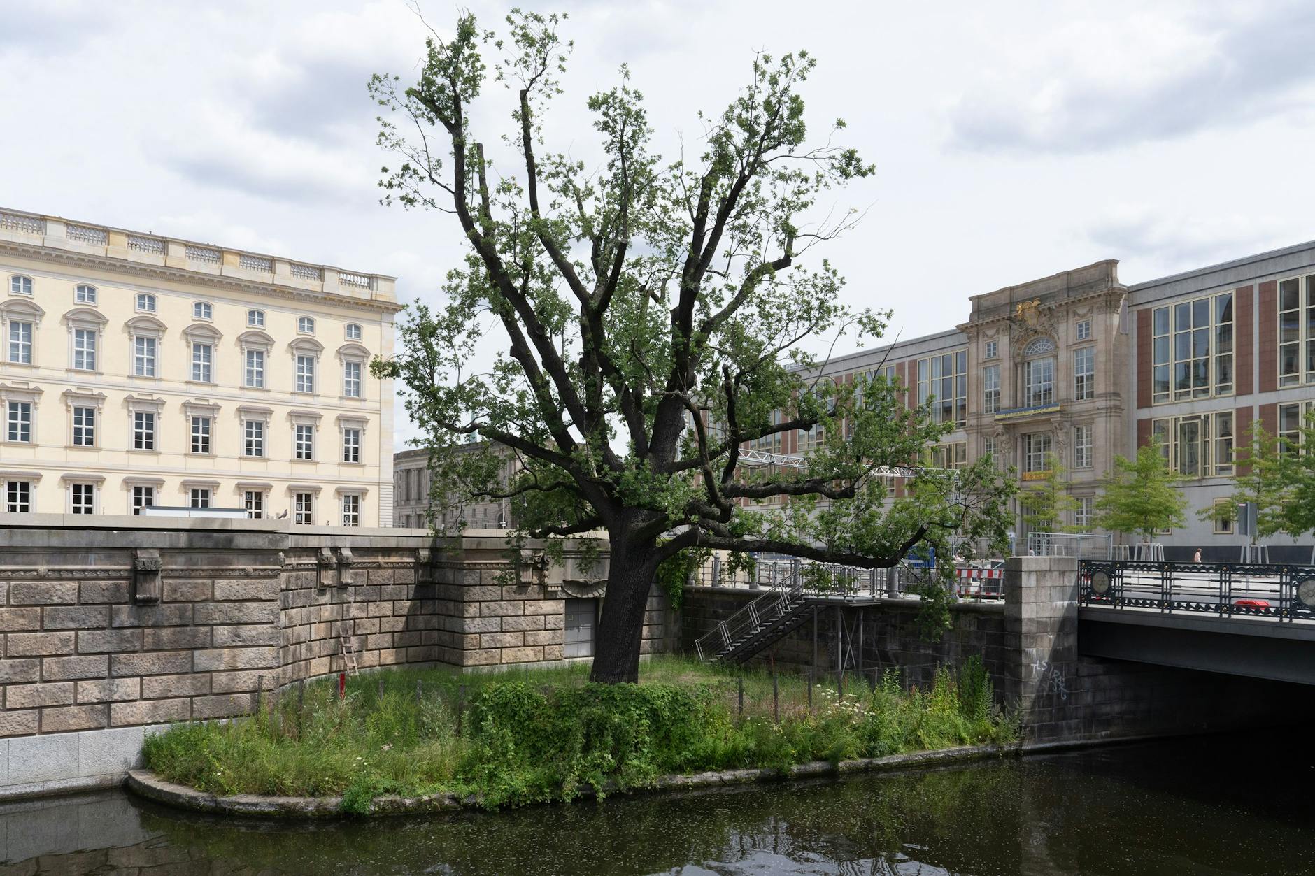 Noch trinkt sie Grundwasser, das Spree-Kanalwasser ist unbekömmlich: die 1897 gepflanzte Eiche am Berliner Schlossplatz