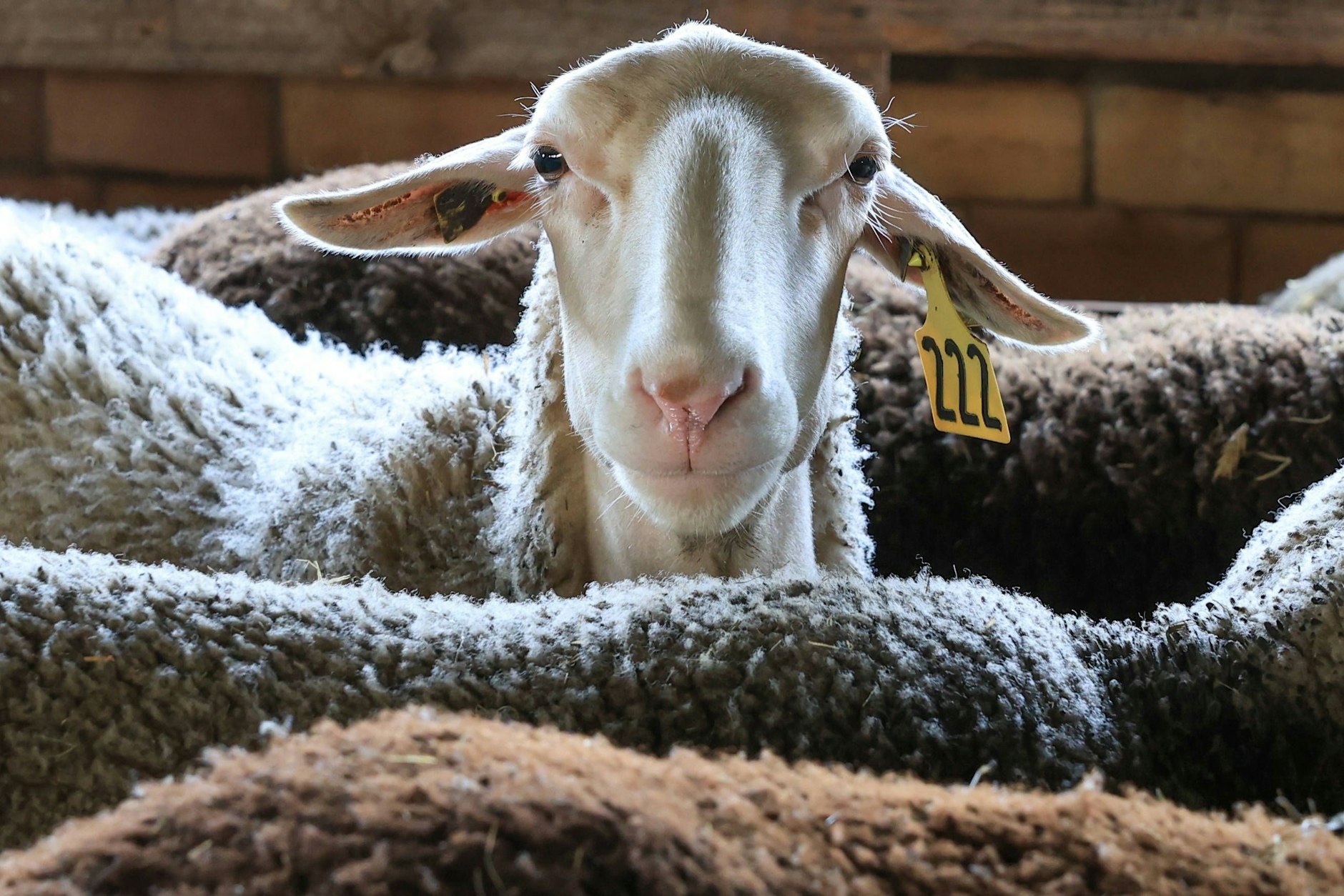 Bei Nutztieren kommen EHEC-Bakterien häufig vor. Die Erreger leben im Darm der Tiere und gelangen so über das Fleisch auf dem Tisch. (Symbolbild)