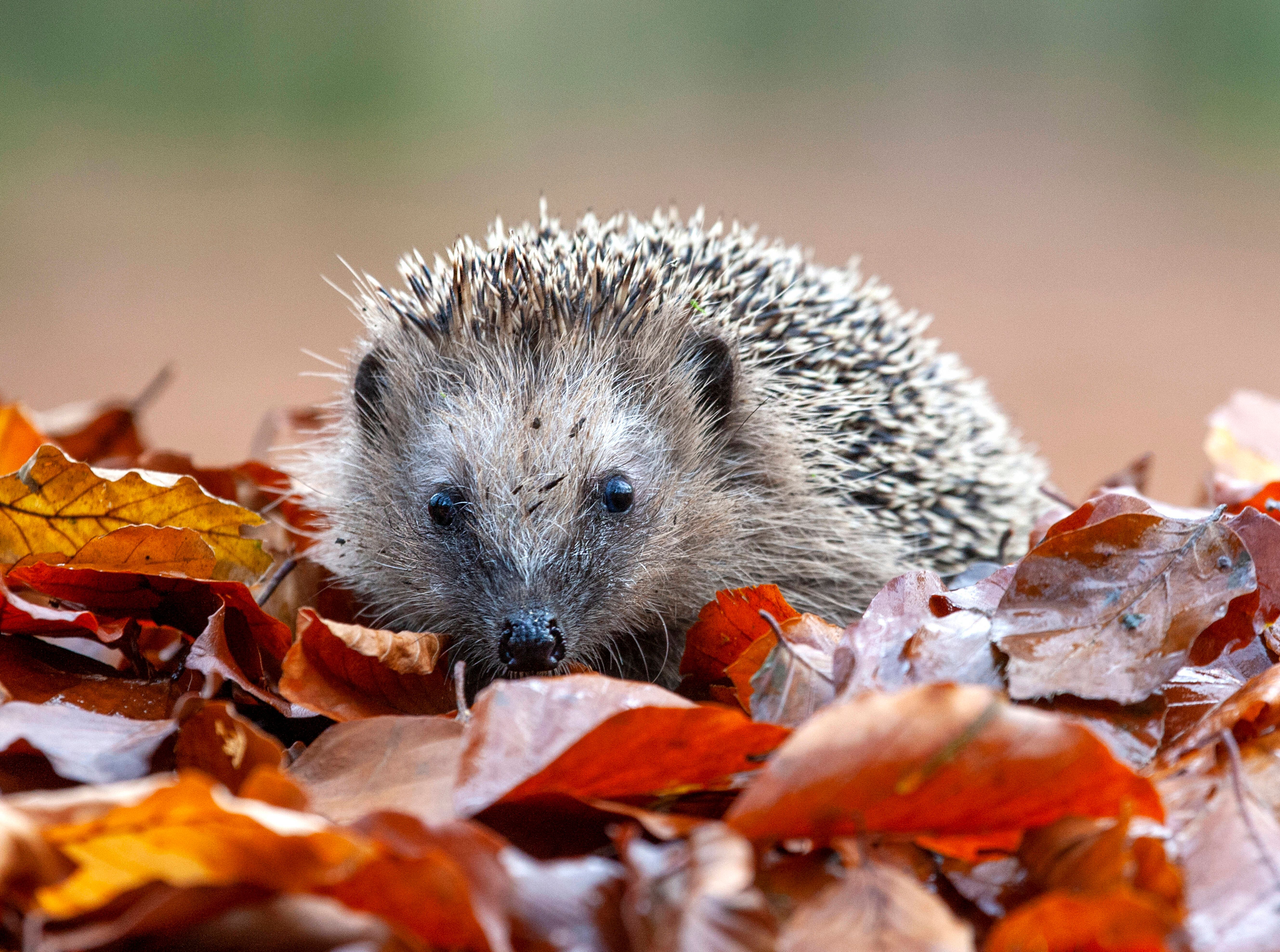 Kleine Igel in Not: So helfen Sie den süßen Stacheltieren richtig!