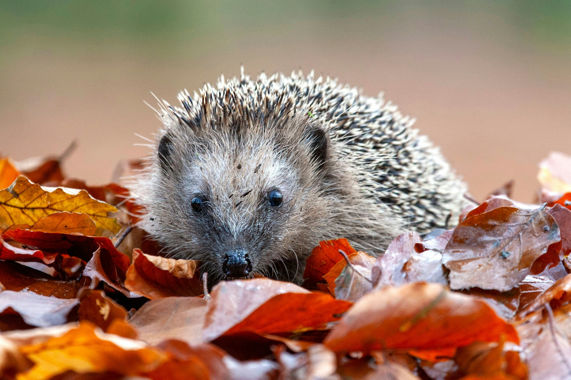 Igel finden immer seltener Laubhaufen als geeigneten Unterschlupf für den Winterschlaf, auch Futter ist derzeit zu knapp.
