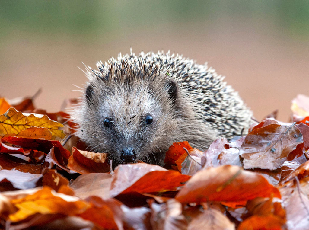 Kleine Igel in Not: So helfen Sie den süßen Stacheltieren richtig!