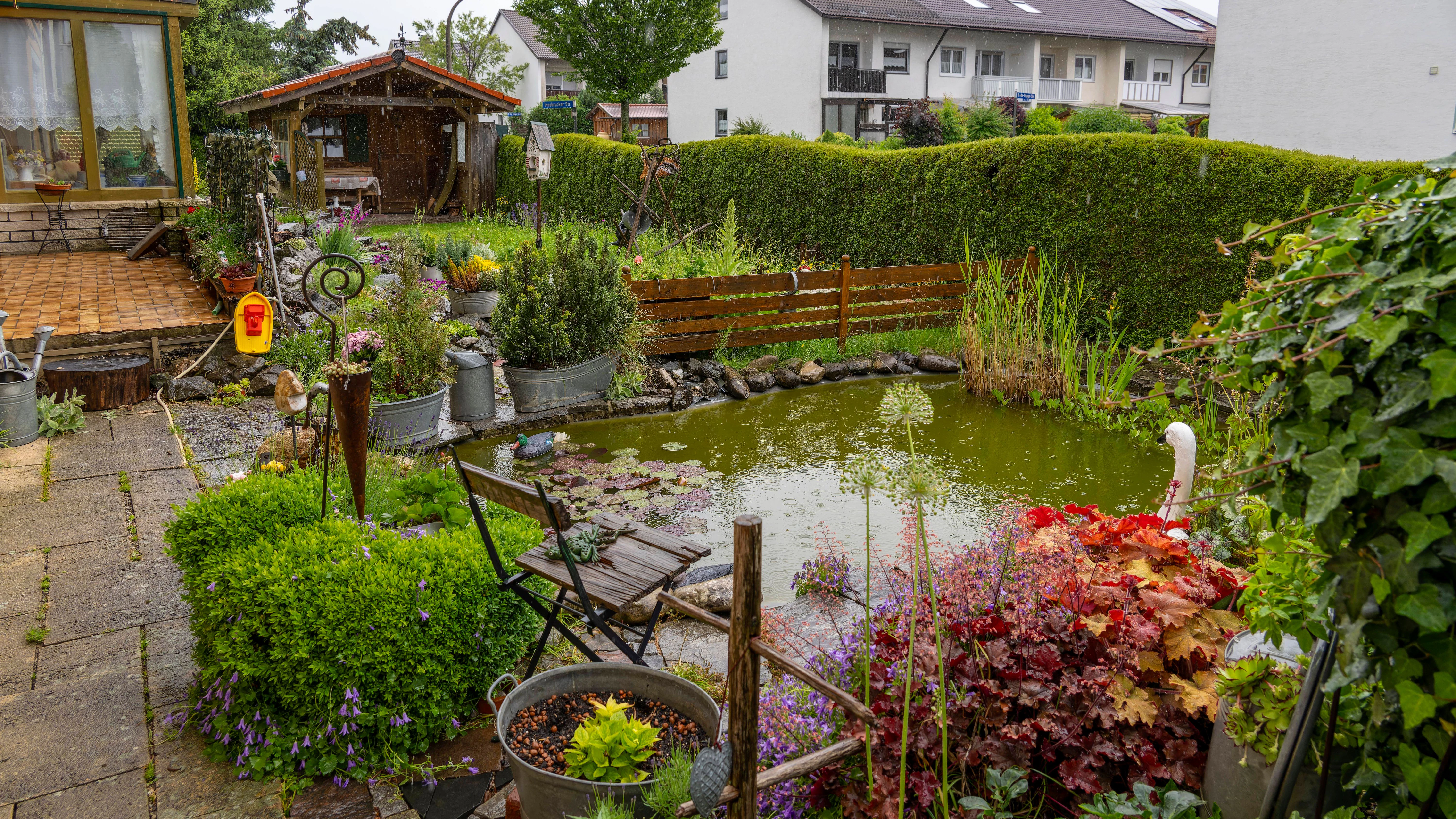 In Gartenteichen ist Wassersalat sehr beliebt, aber jetzt verboten.