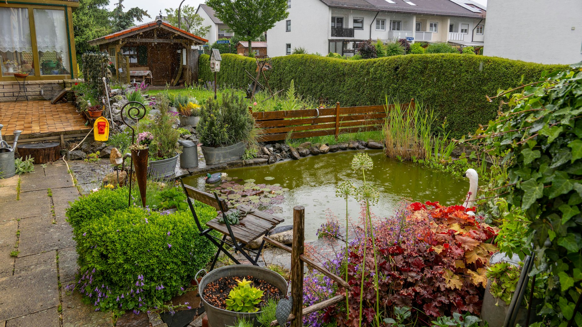 In Gartenteichen ist Wassersalat sehr beliebt, aber jetzt verboten.