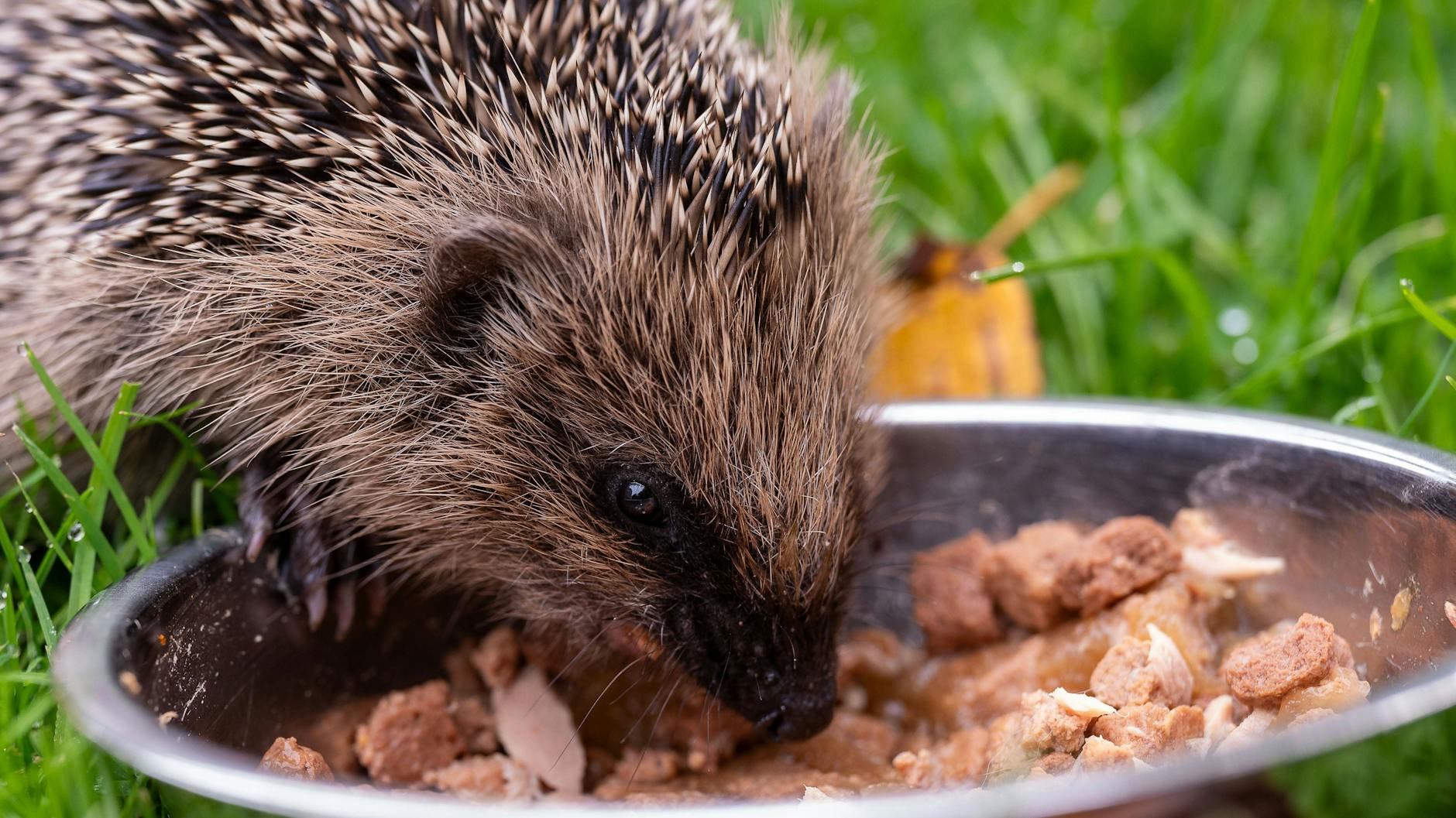 Zum Aufpäppeln von Igeln ist Katzenfutter mit viel Fleisch am besten geeignet.