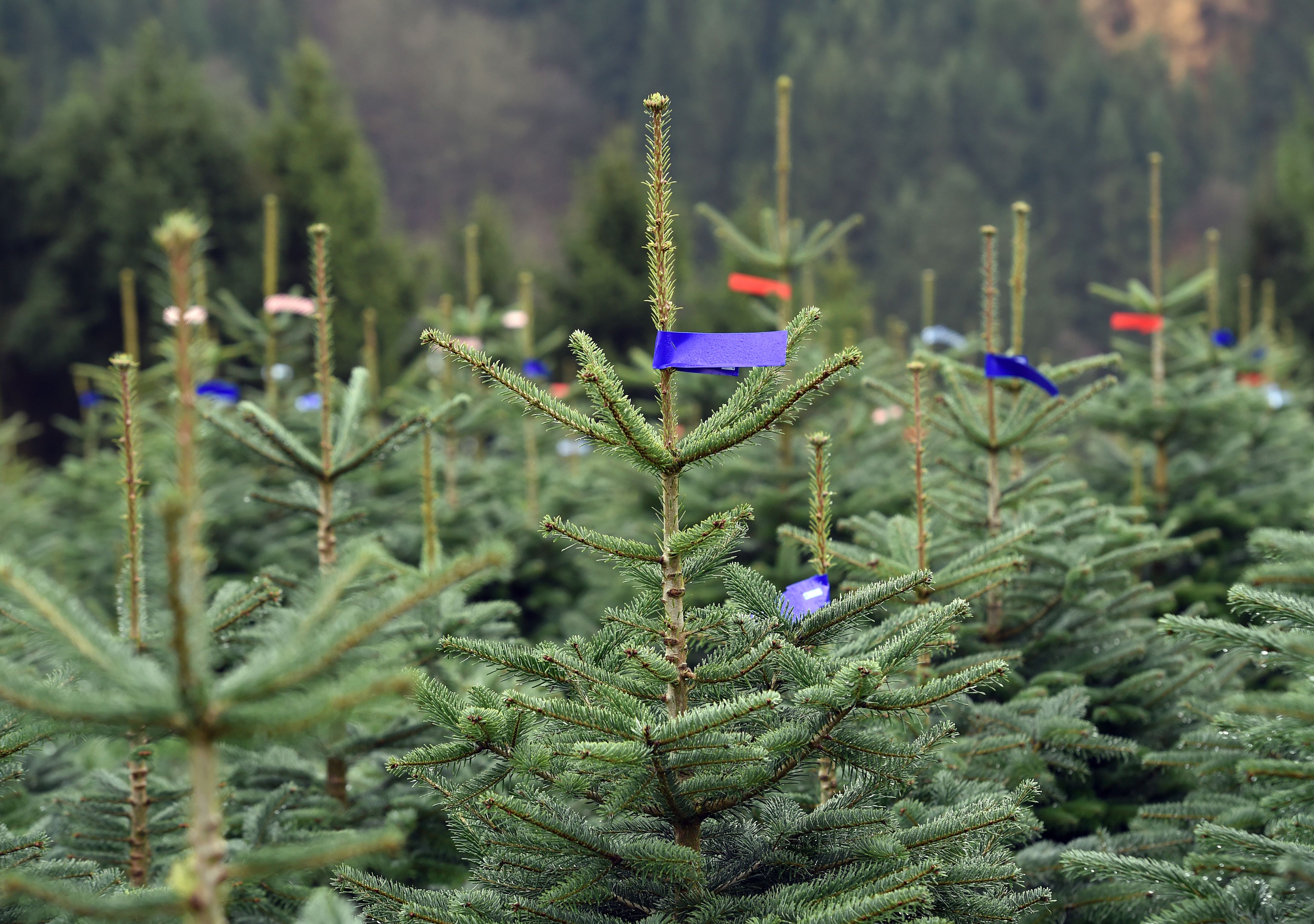 Preis-Schock: Weihnachtsbäume in Berlin werden richtig teuer