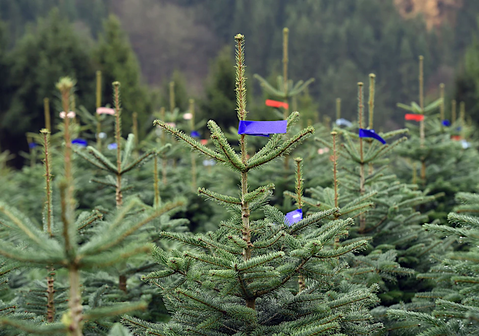 Wer einen schönen Baum will, muss in diesem Jahr richtig „blechen“.