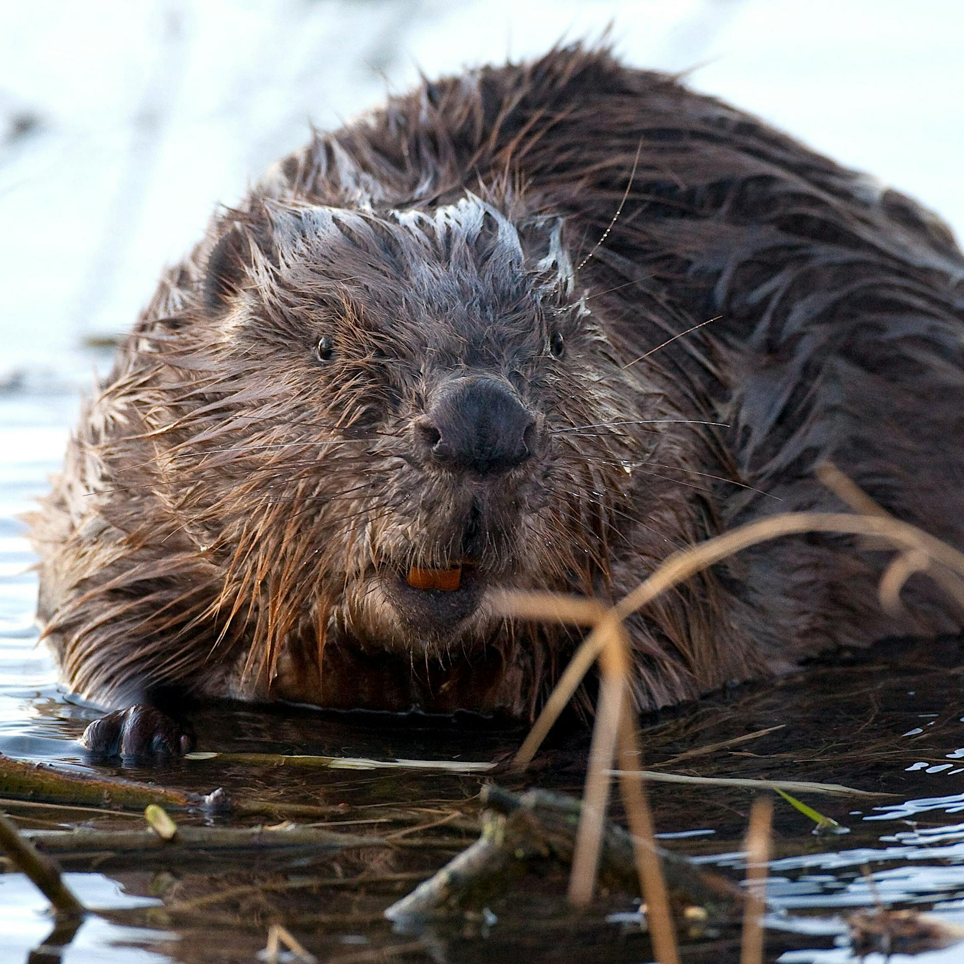 Trotz strengem Schutz: Biber am Flughafen BER dürfen geschossen werden