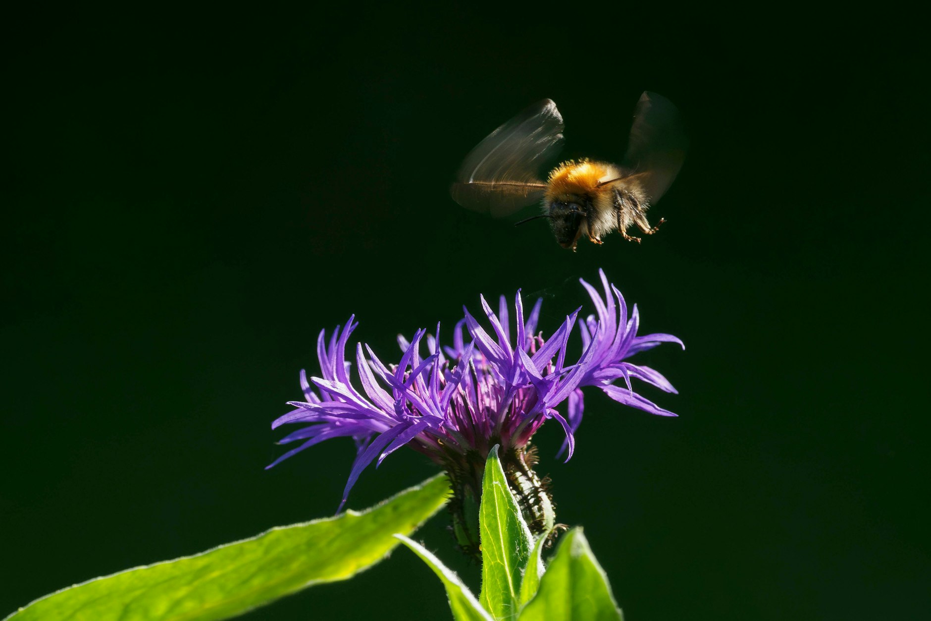 Am Eberbacher Platz soll unter anderem die Flockenblume für mehr Biodiversität sorgen.